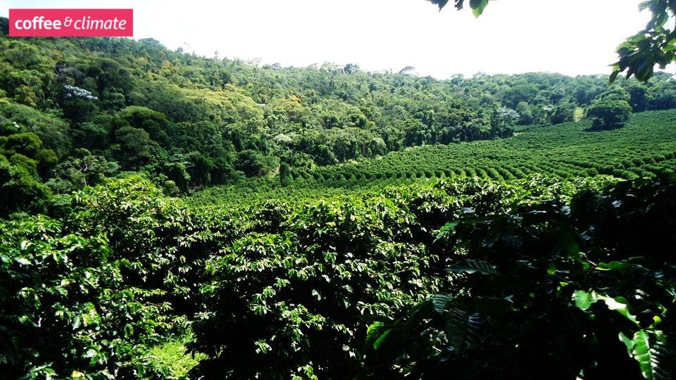 a coffee plantation with lots of green plants and trees