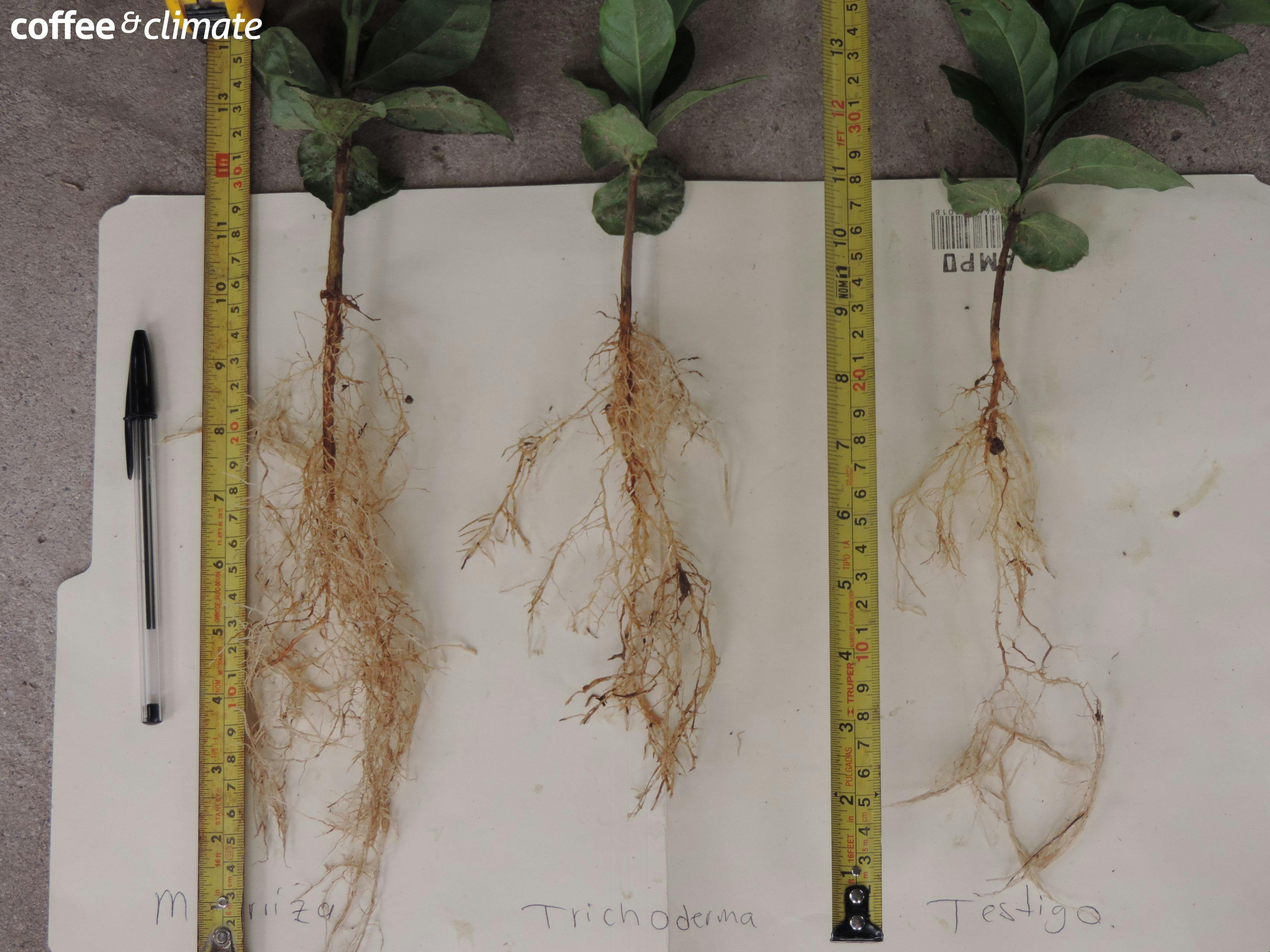 three plants are being measured with a tape measure and a pen .