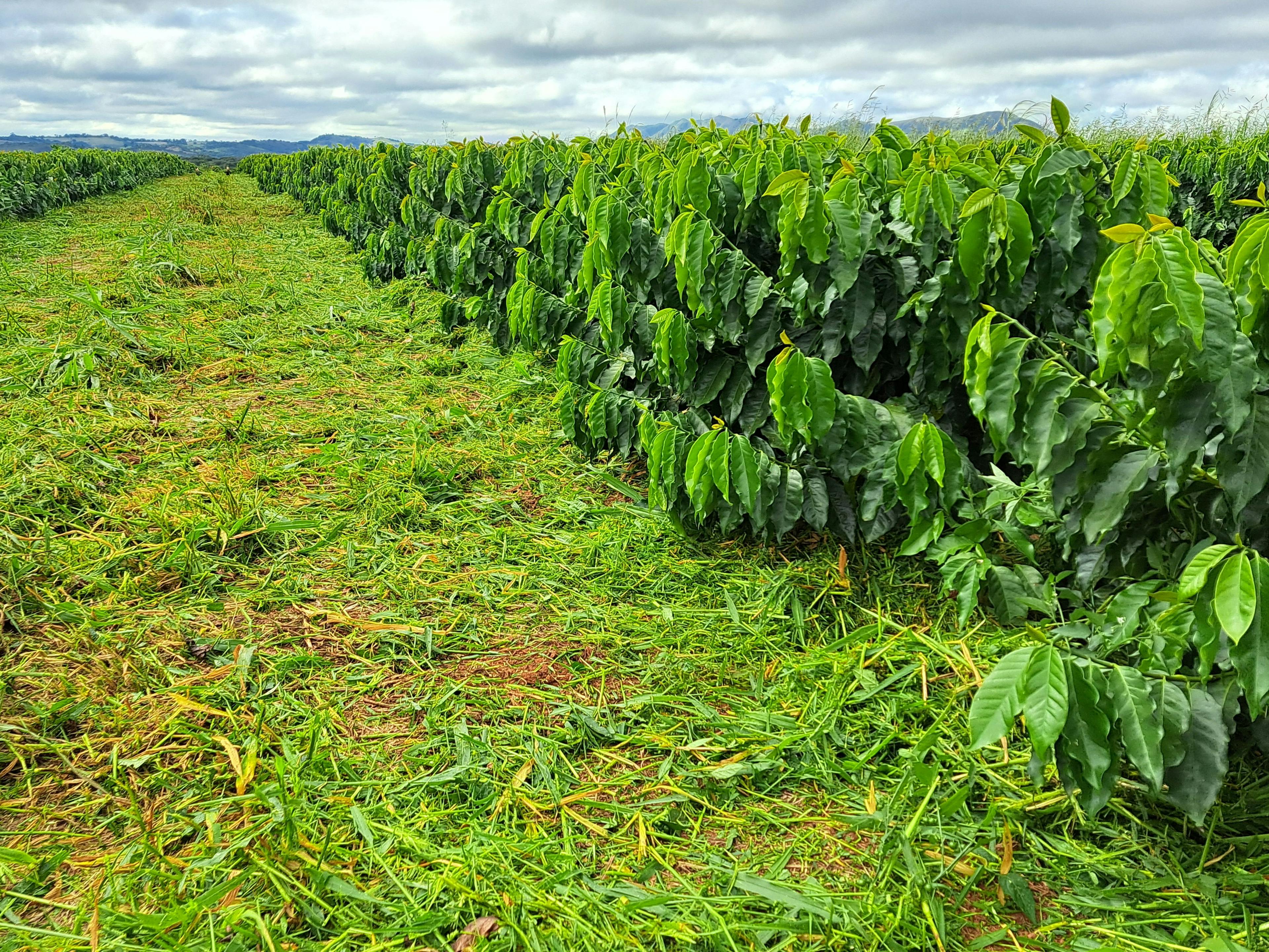 Example of cut Brachiaria plant material in Brasil