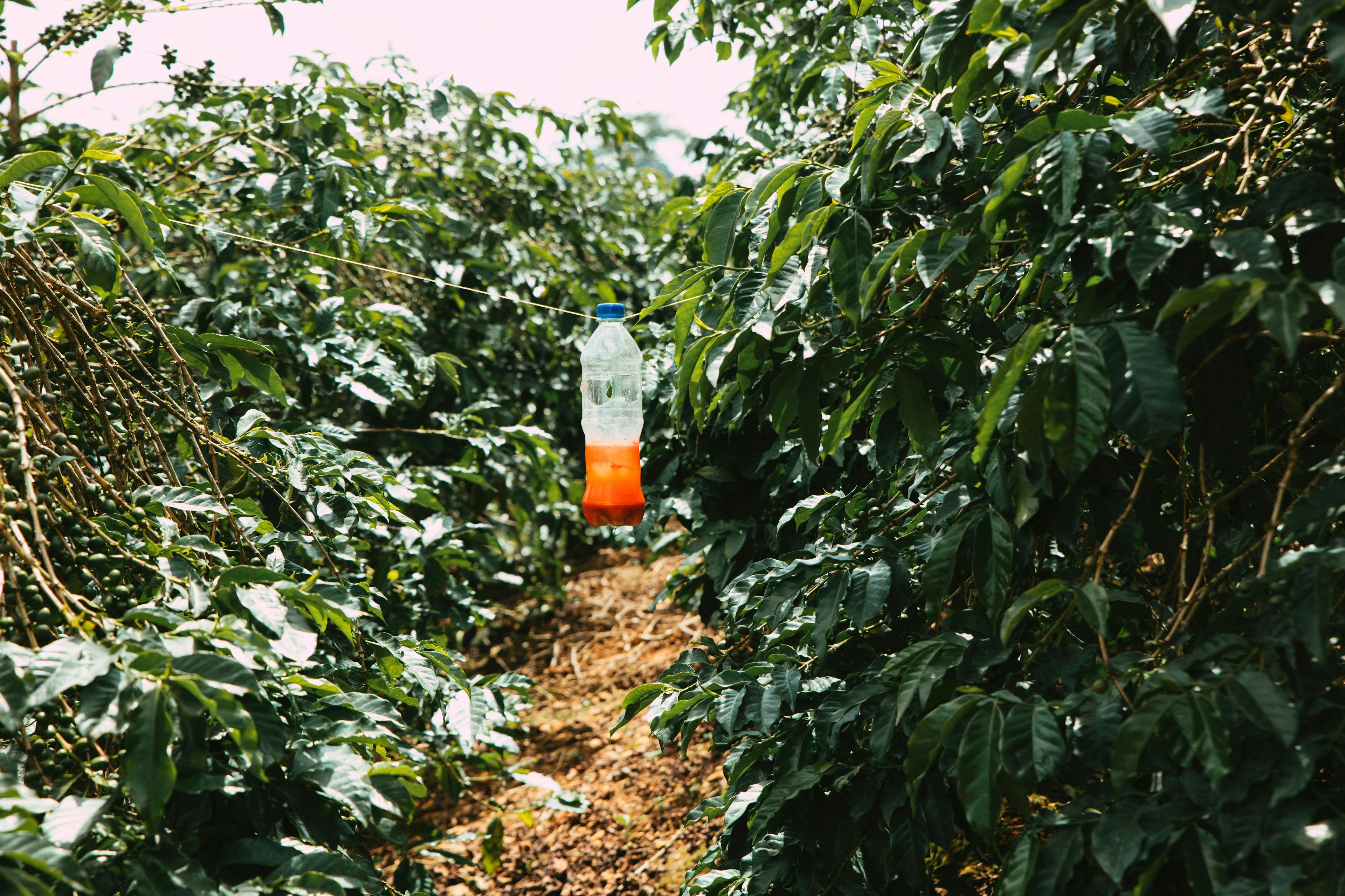 a bottle is hanging from a tree in a field .