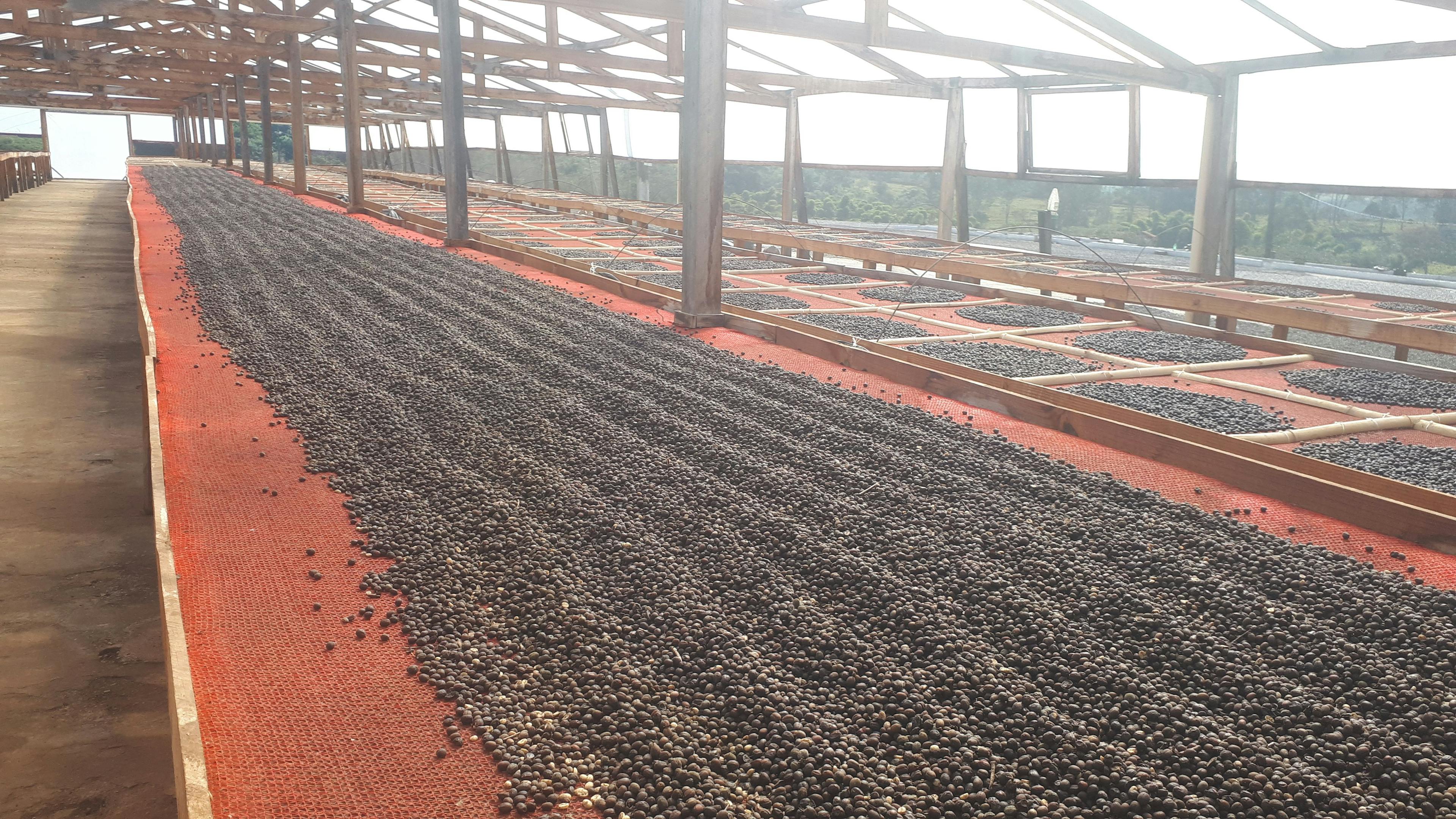 a row of coffee beans sitting on top of a wooden floor in a greenhouse .