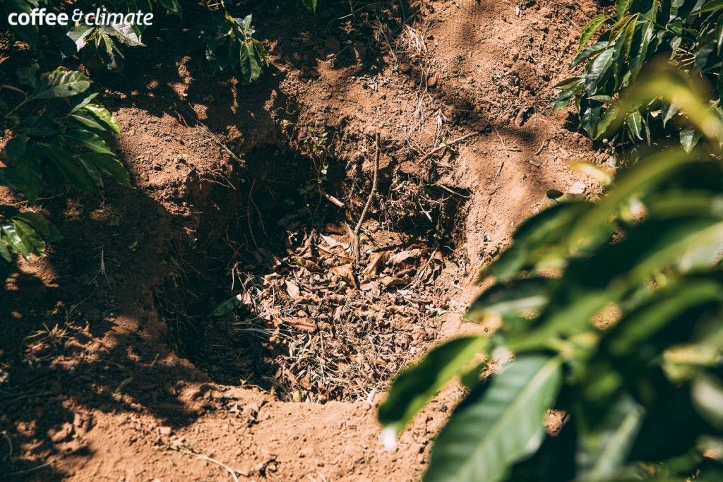 there is a hole in the ground in the middle of a coffee plantation .