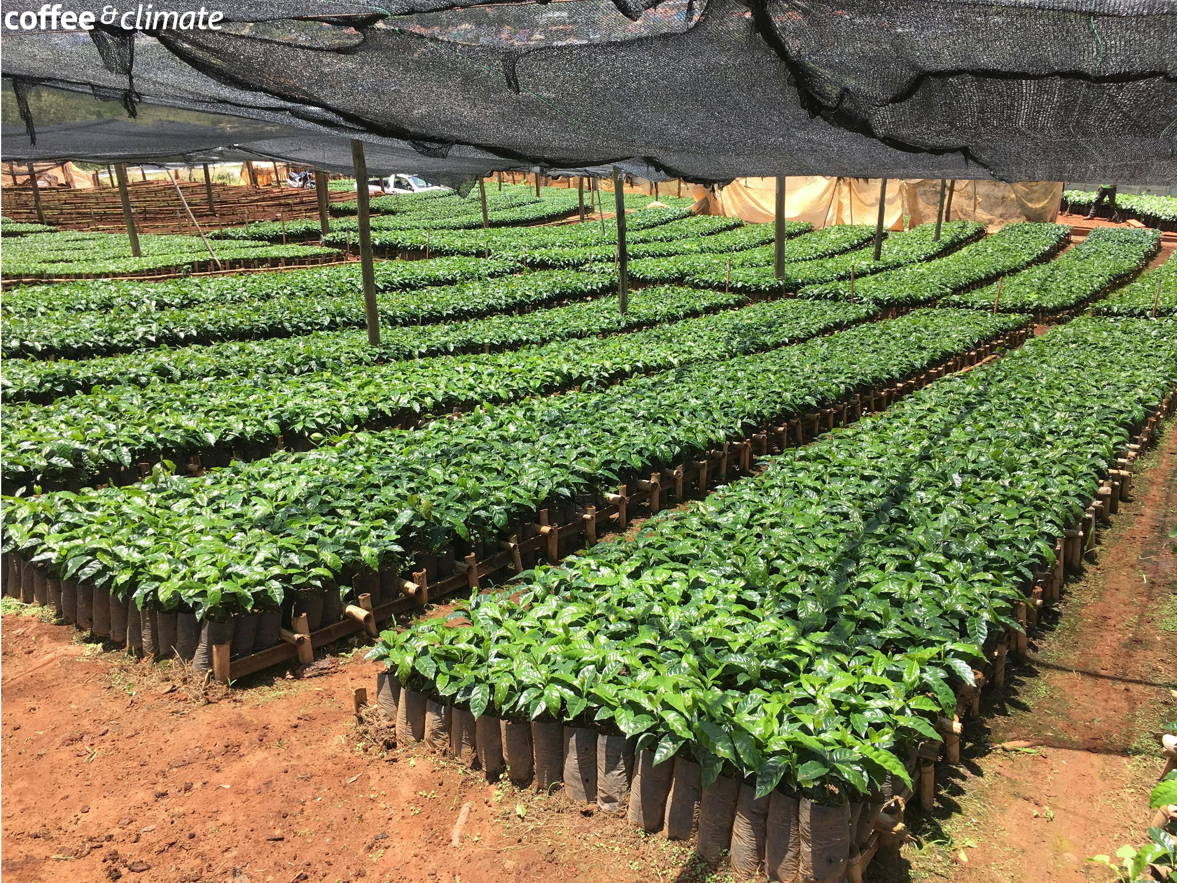 a row of plants growing in a greenhouse under a shade net .