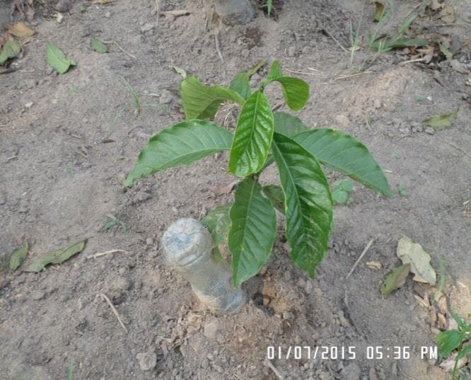 a small plant is growing next to a plastic bottle in the dirt .