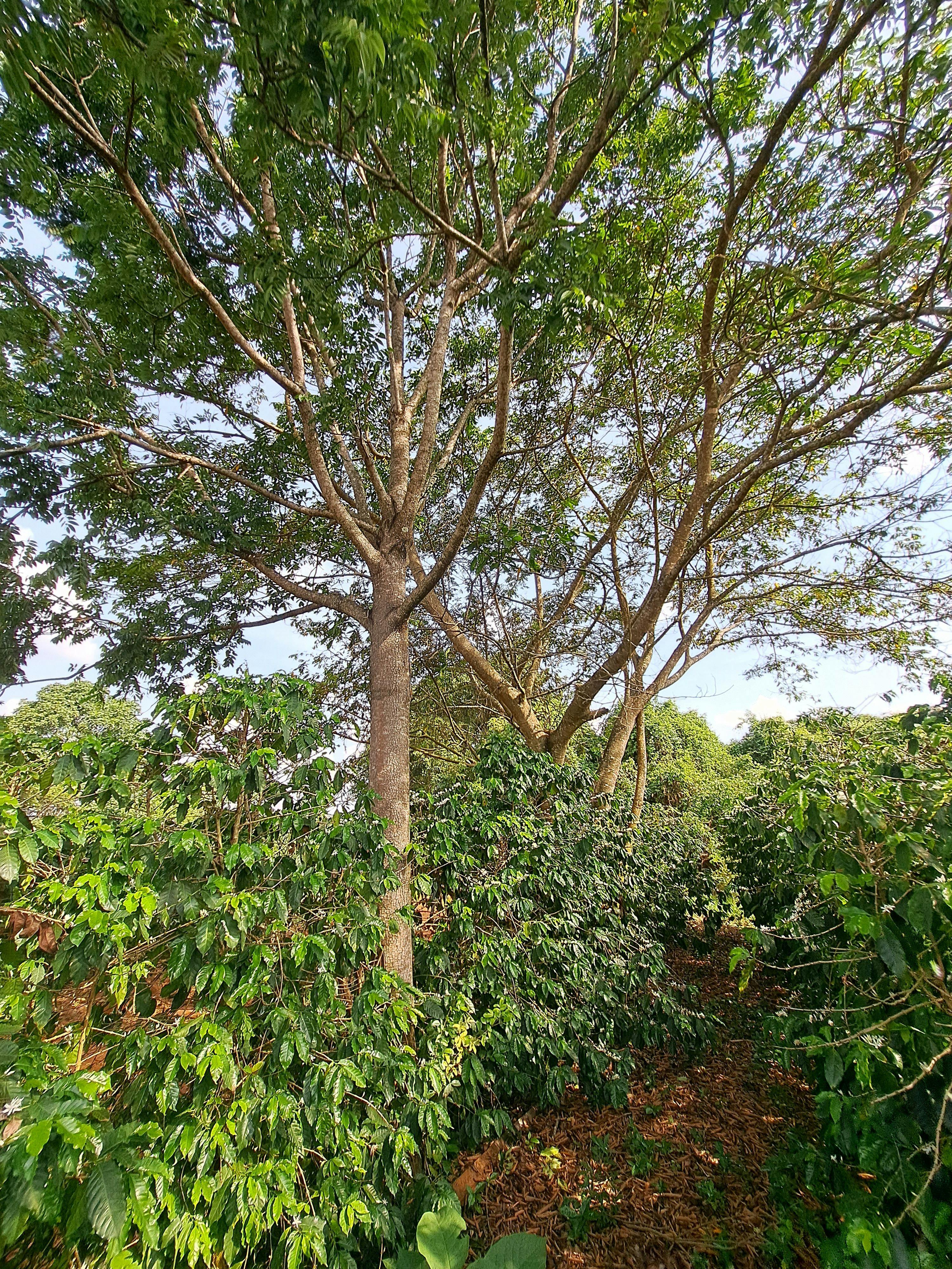 a tree with lots of leaves is surrounded by other trees in a coffee plantation .