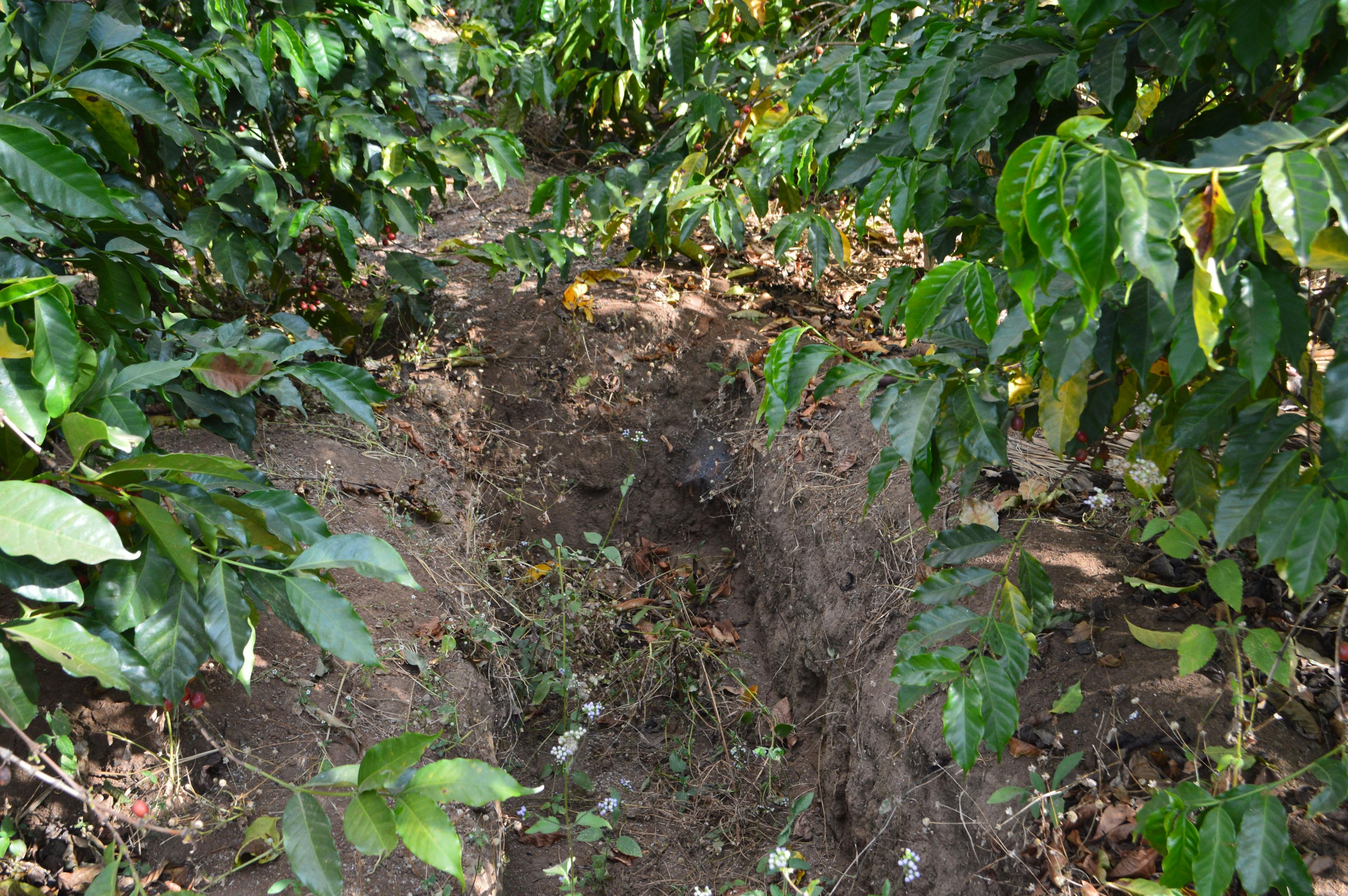 there is a hole in the ground in the middle of a forest .