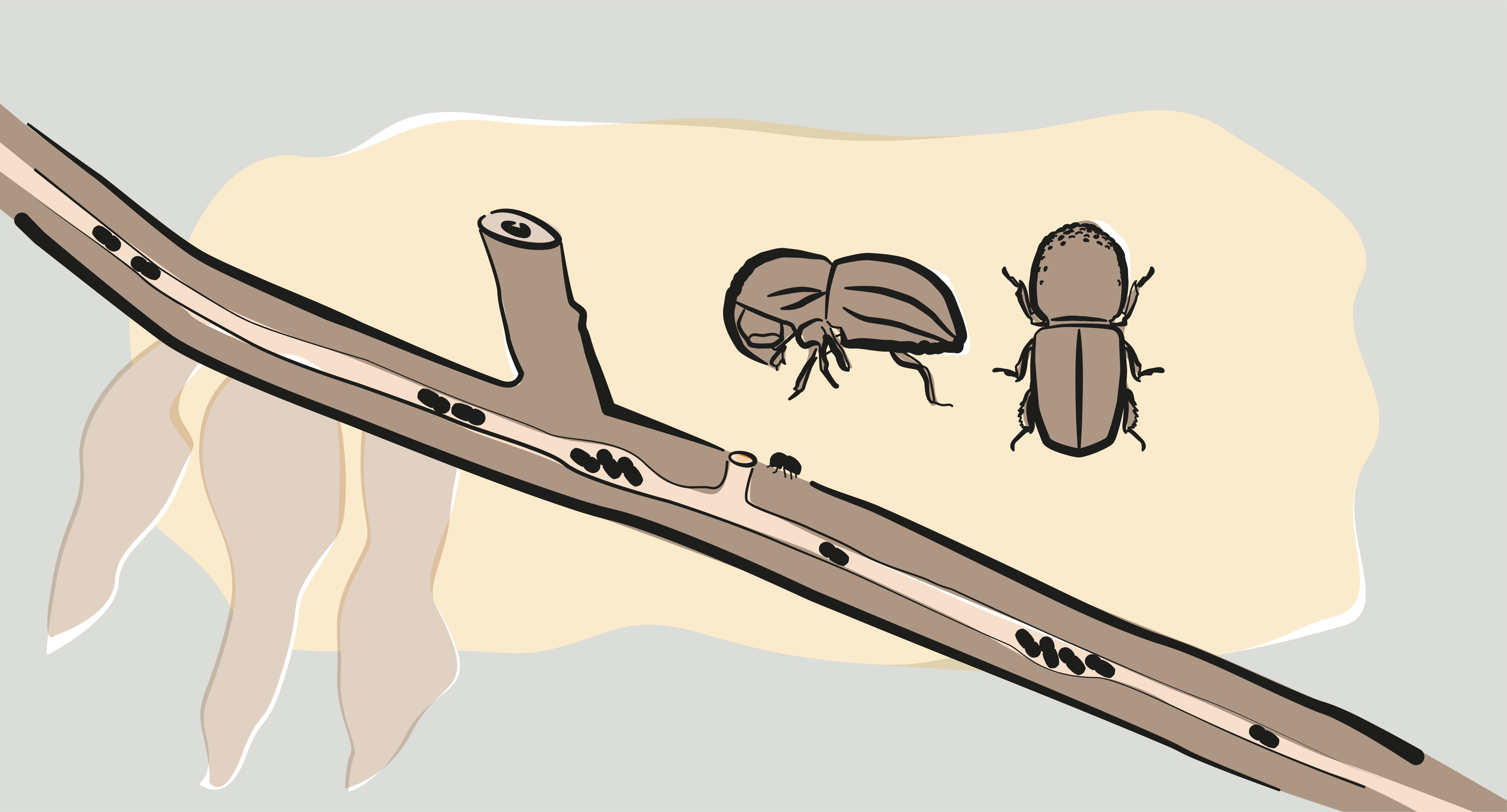 a drawing of three beetles on a tree branch