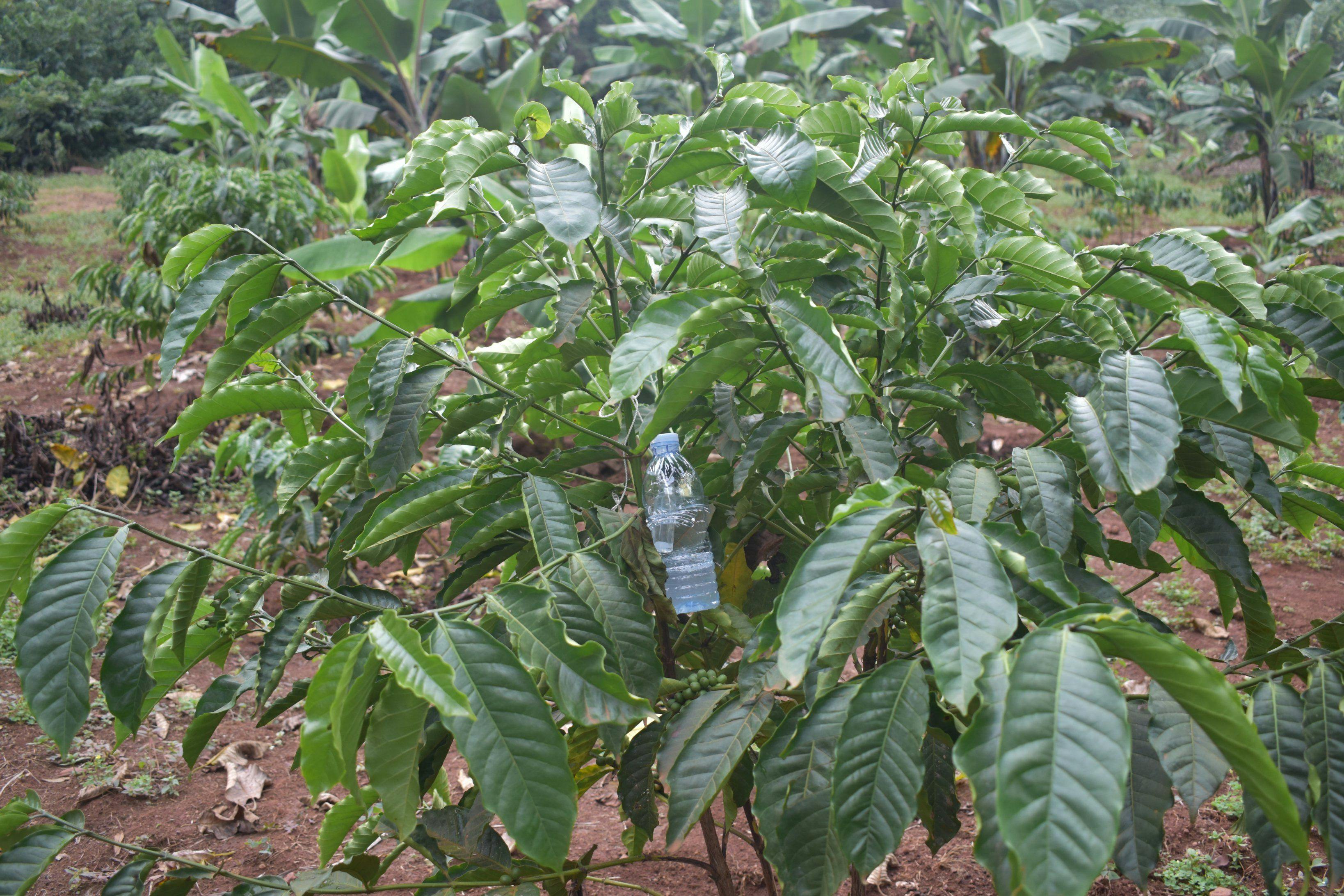 a bottle of water is hanging from a tree in a field .