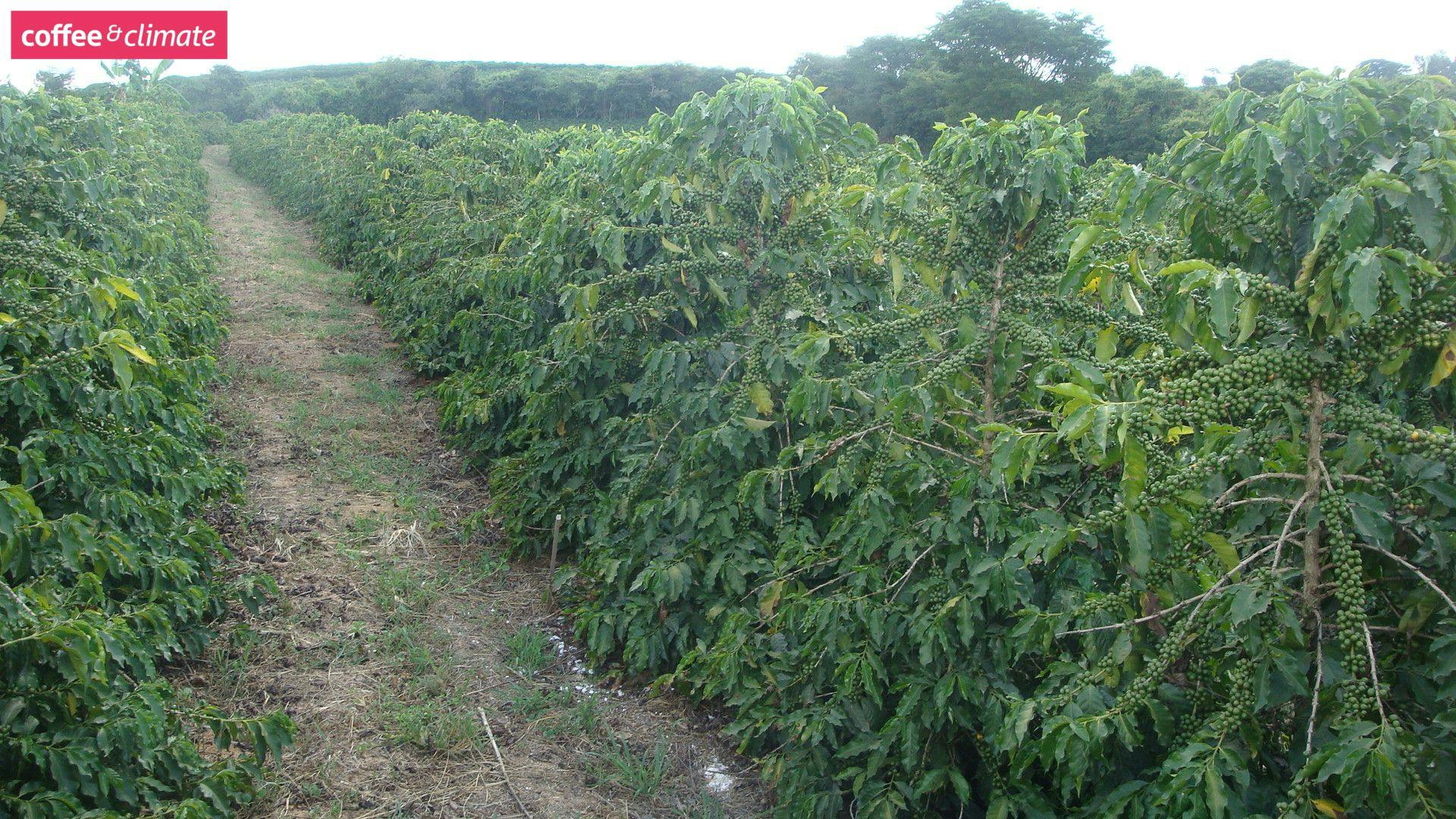 Gypsum application to coffee trees