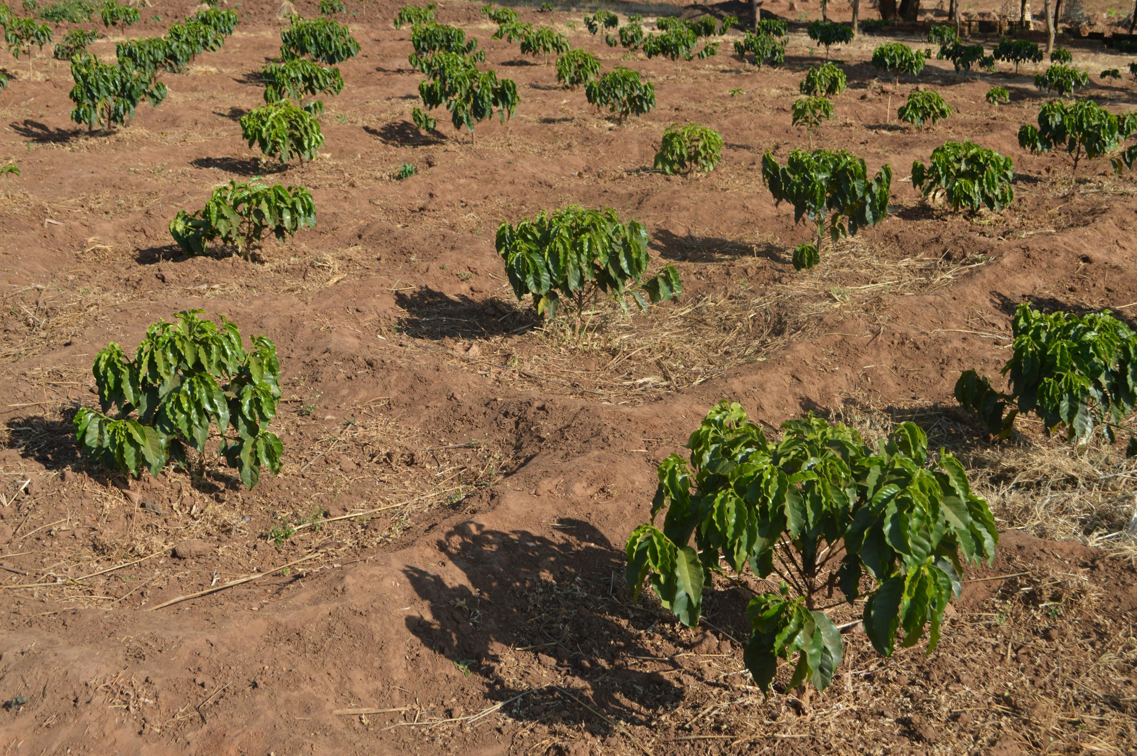 a field of small trees growing in the dirt .