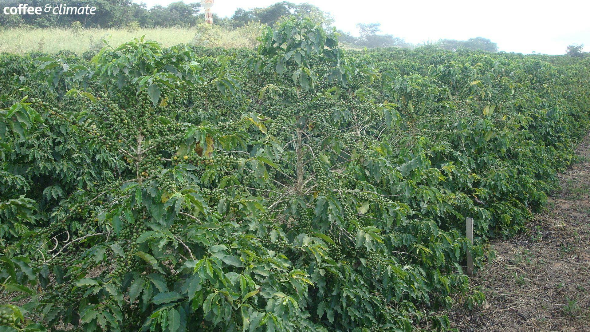 A row of coffee plants growing in a field. Higher yield after gypsum application