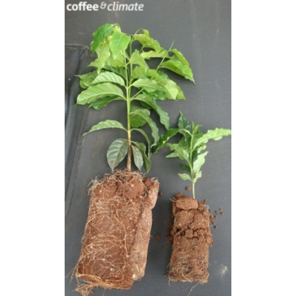 two small plants with the words coffee climate on the bottom