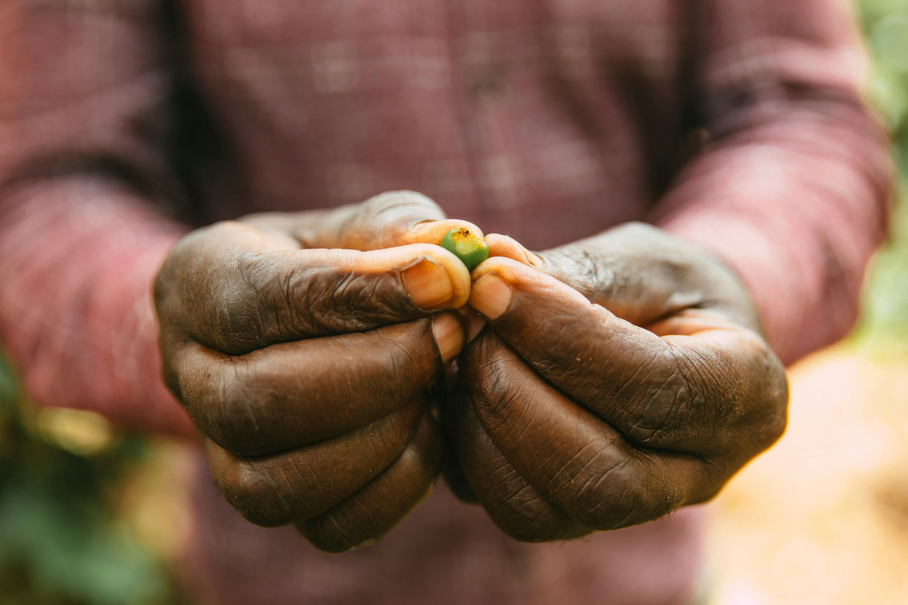 a man is holding a green coffee bean in his hands .