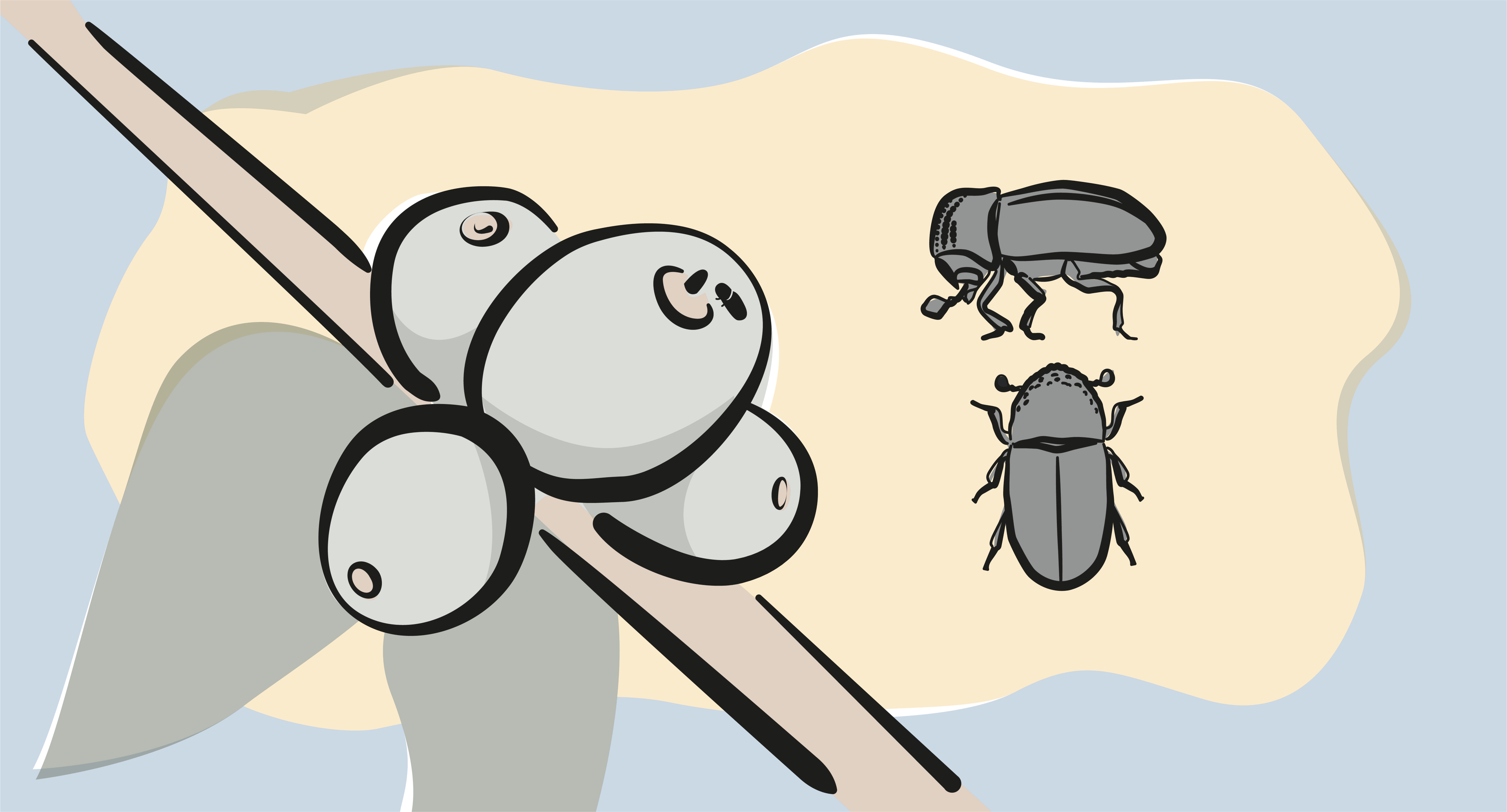 a drawing of a bug