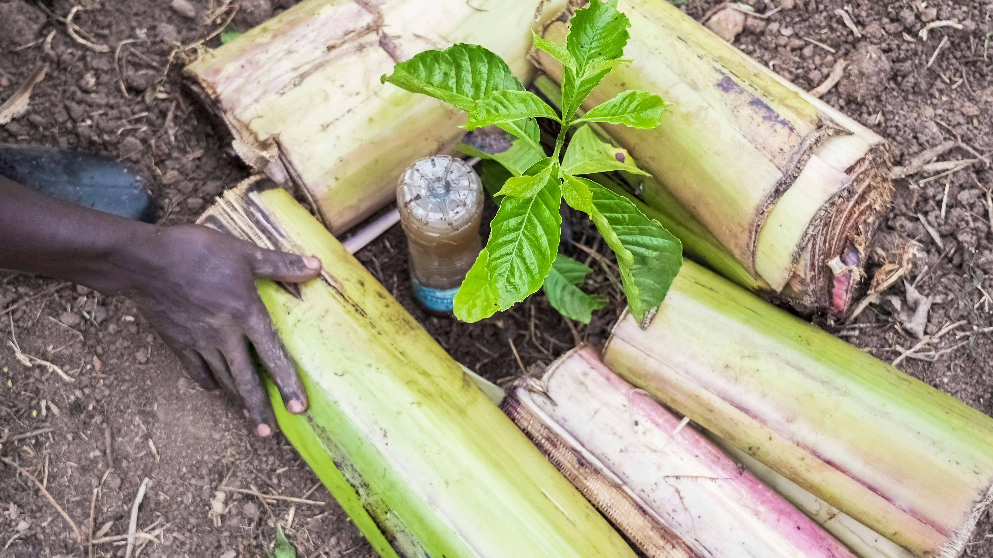 a person is planting a plant in a pile of banana leaves .