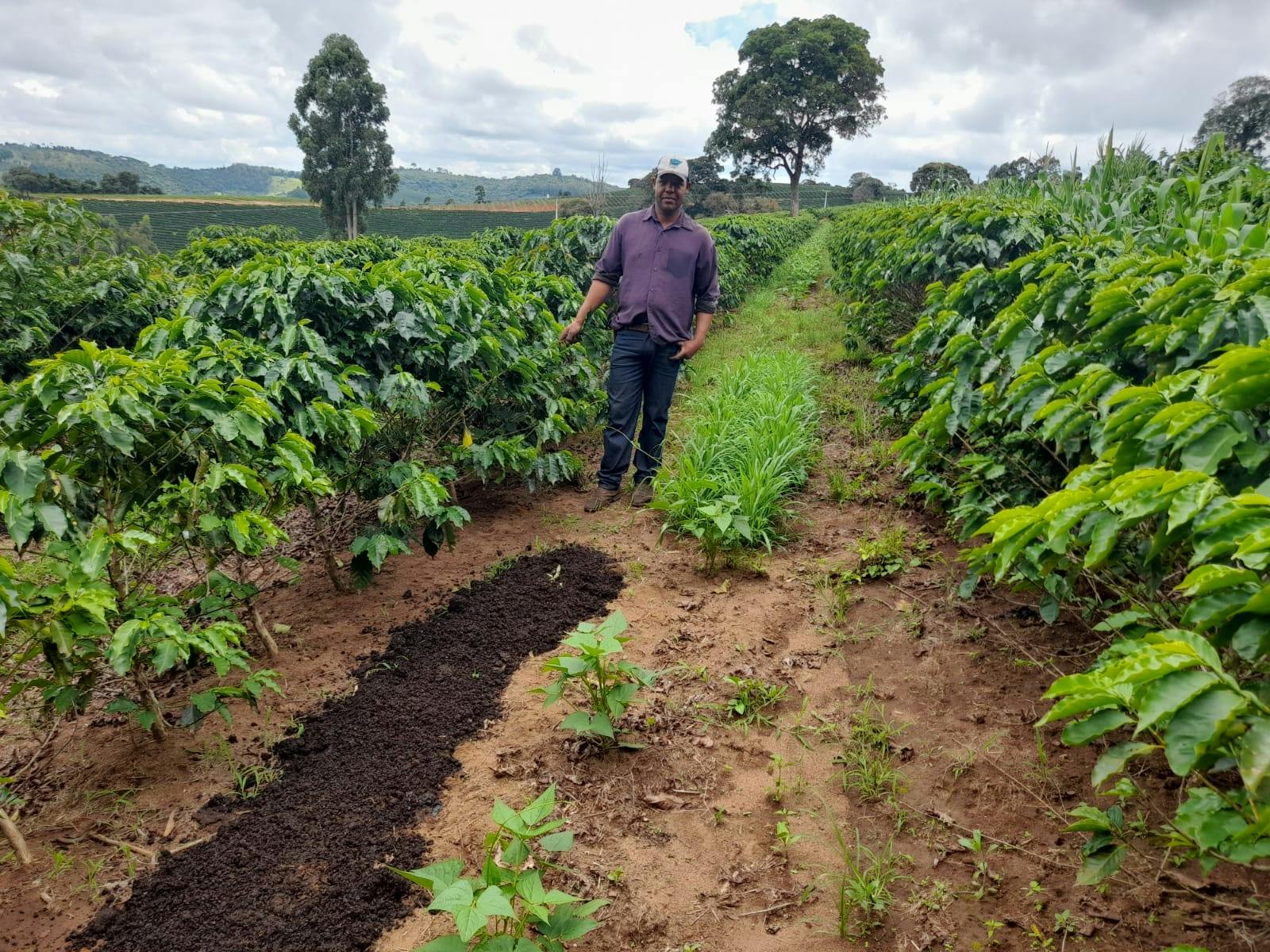 a man is standing in a field of coffee plants .