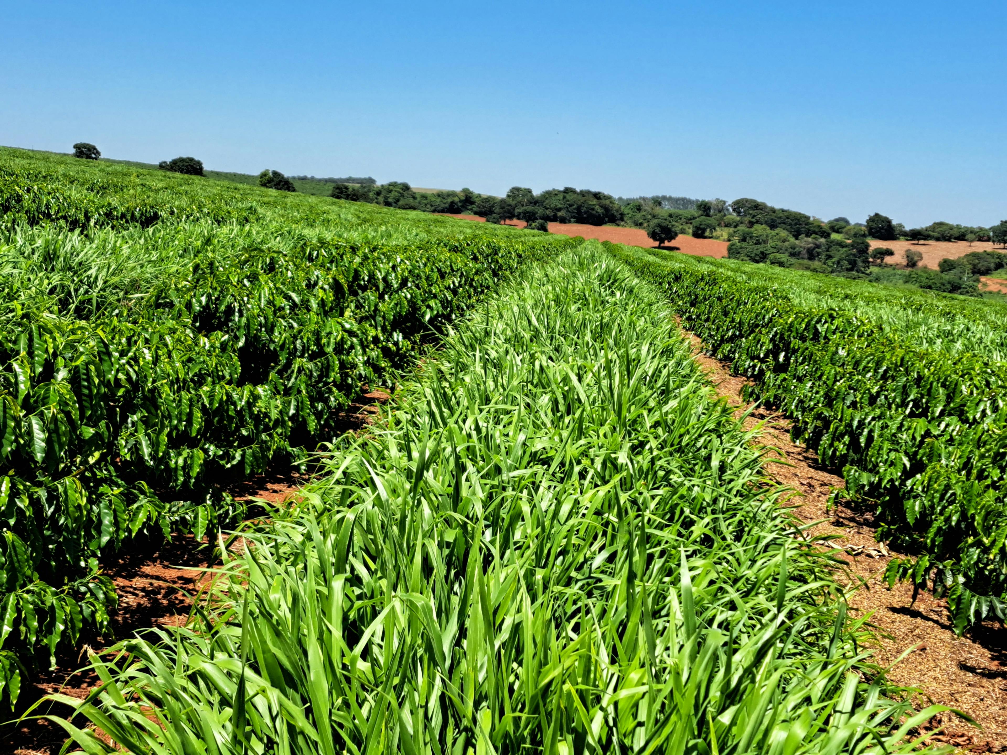 Brachiaria as cover crop