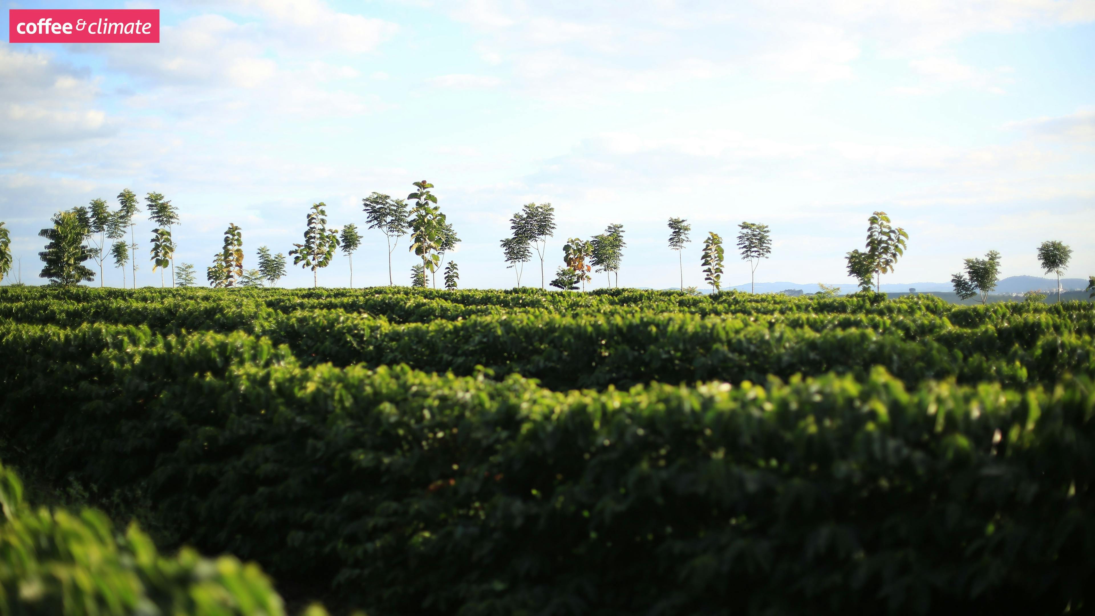 a field of green plants with trees in the background .