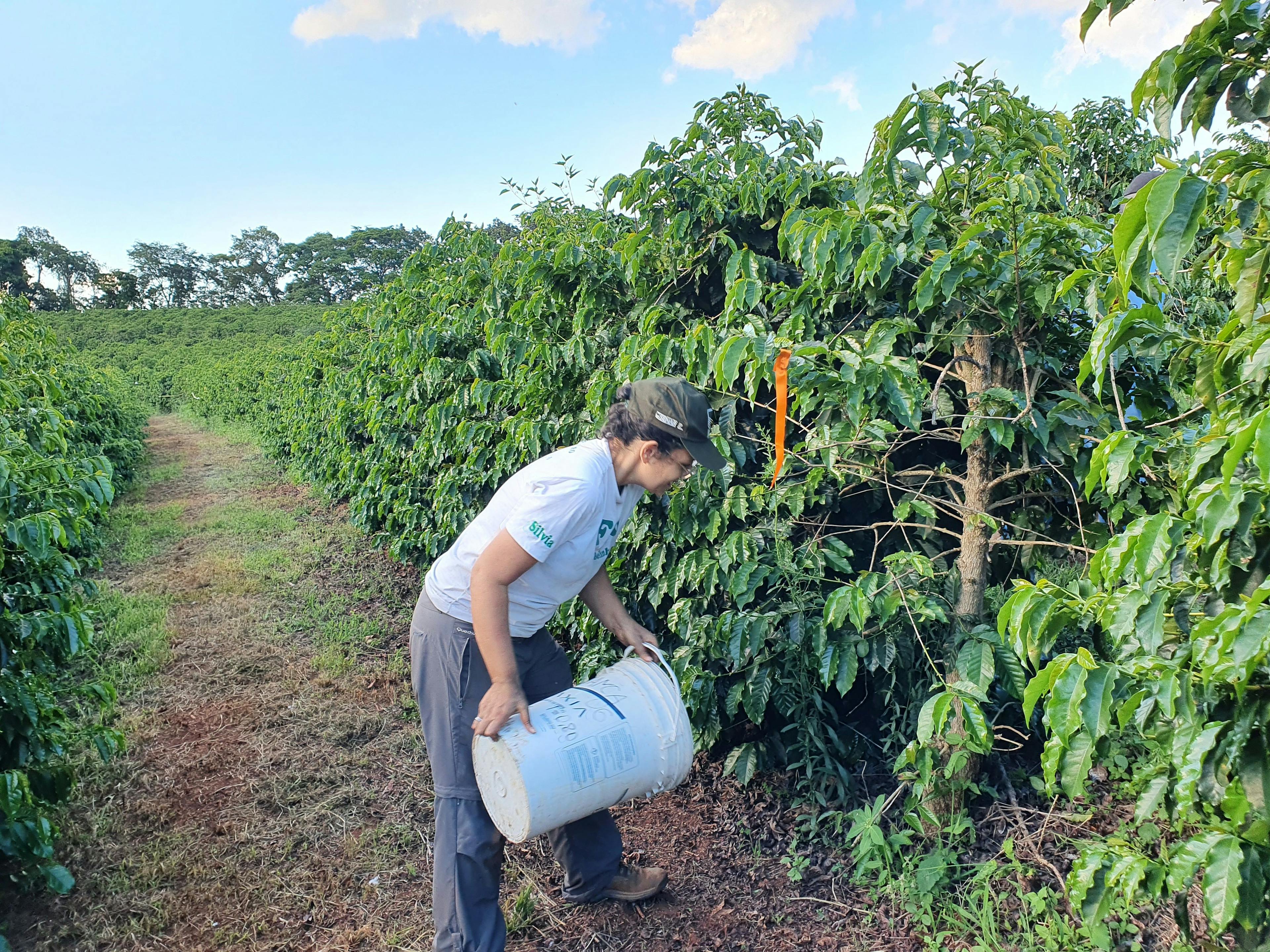 Manual application to the coffee field.