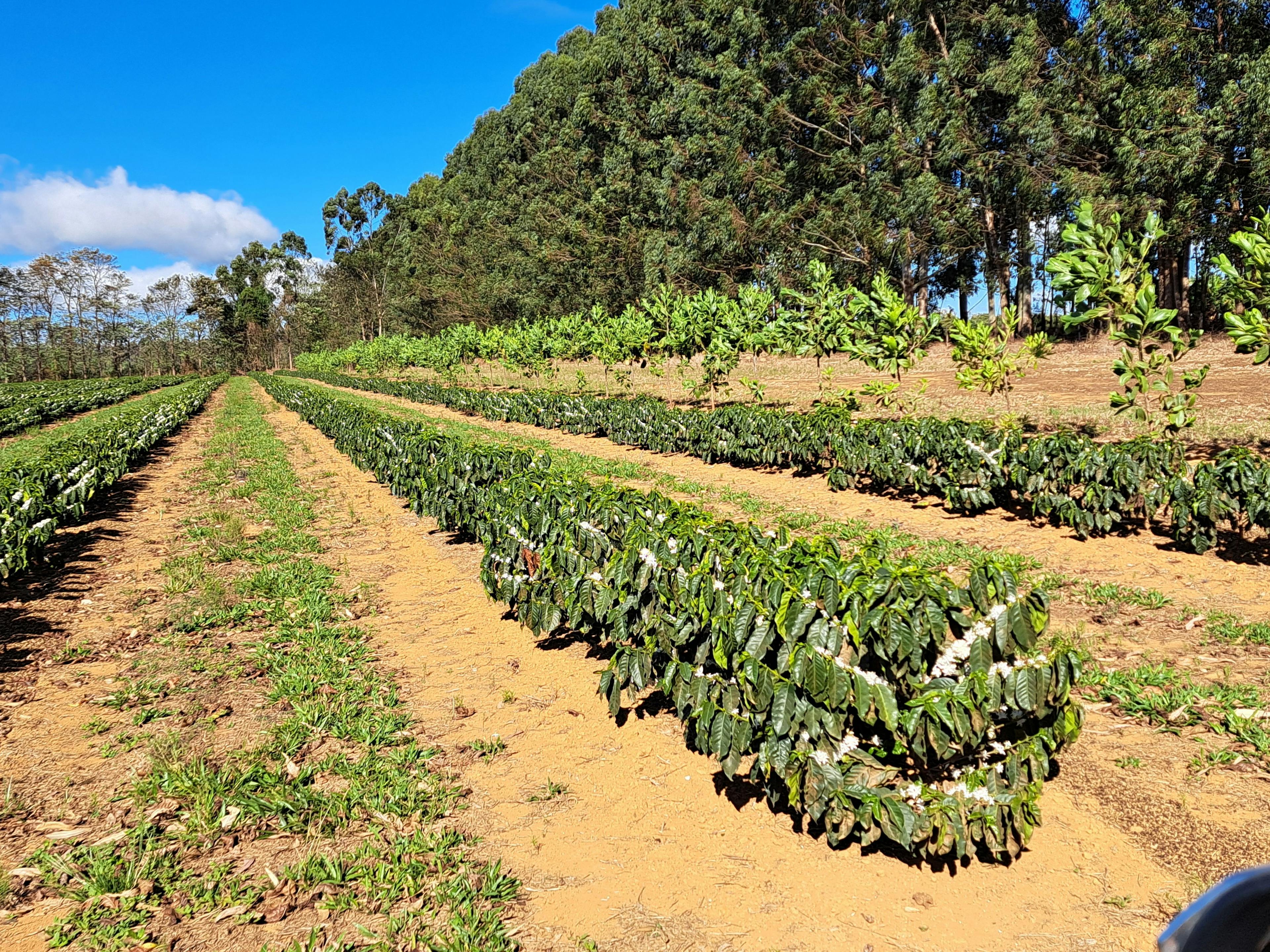 a row of coffee plants in a field with trees in the background .