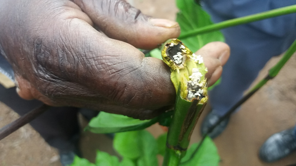 a person is holding a plant with a hole in it