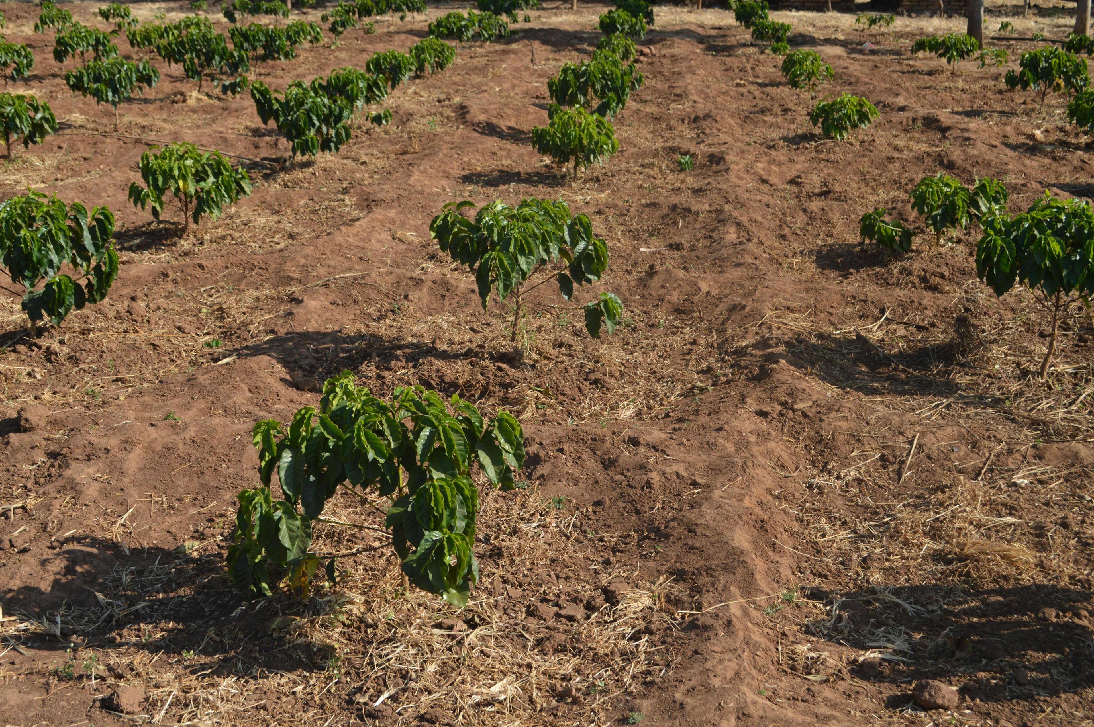 a field of small trees growing.