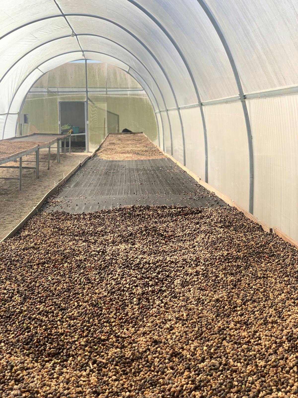 a greenhouse with a conveyor belt filled with coffee beans