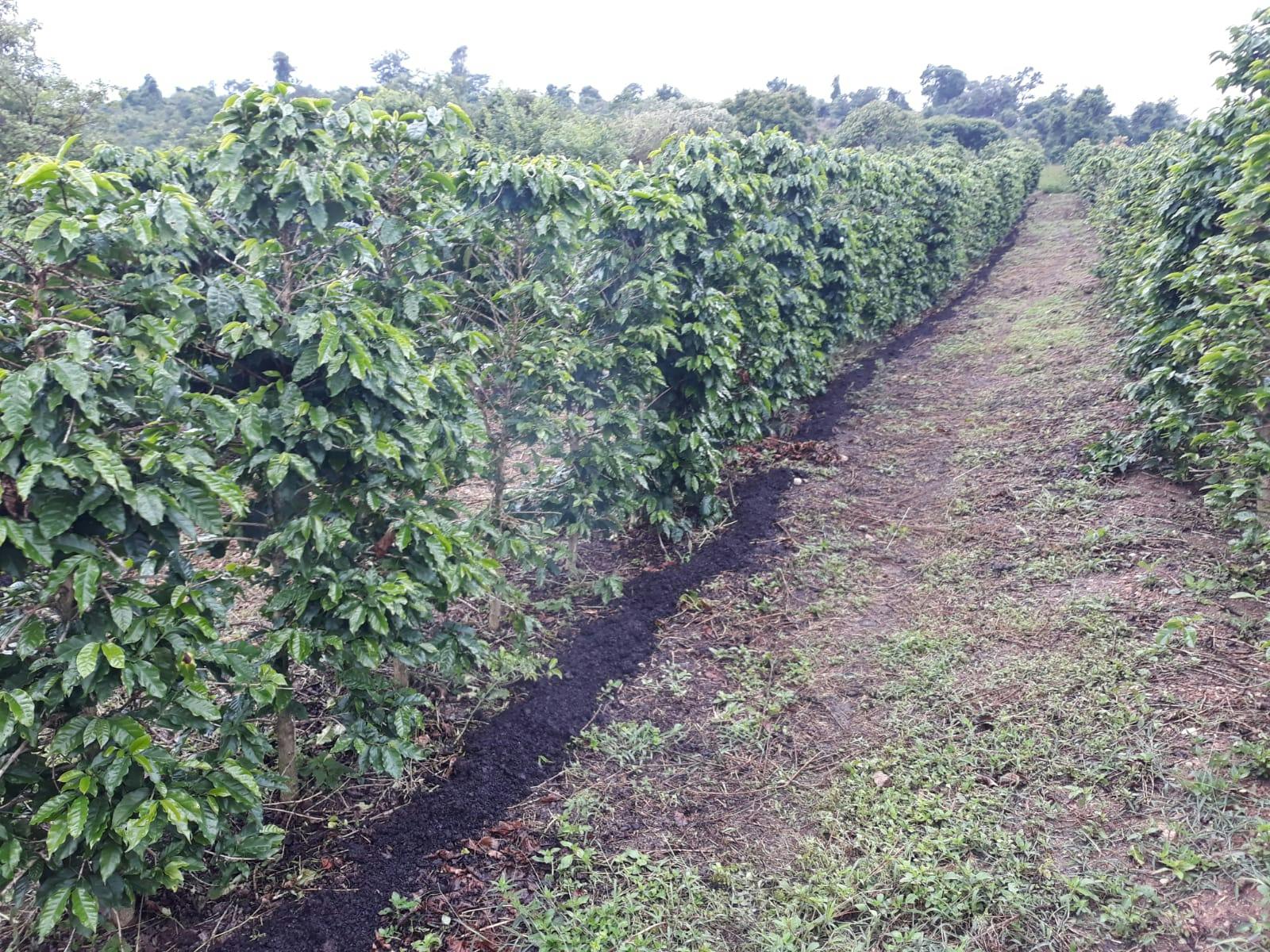 a row of coffee plants growing in a field .