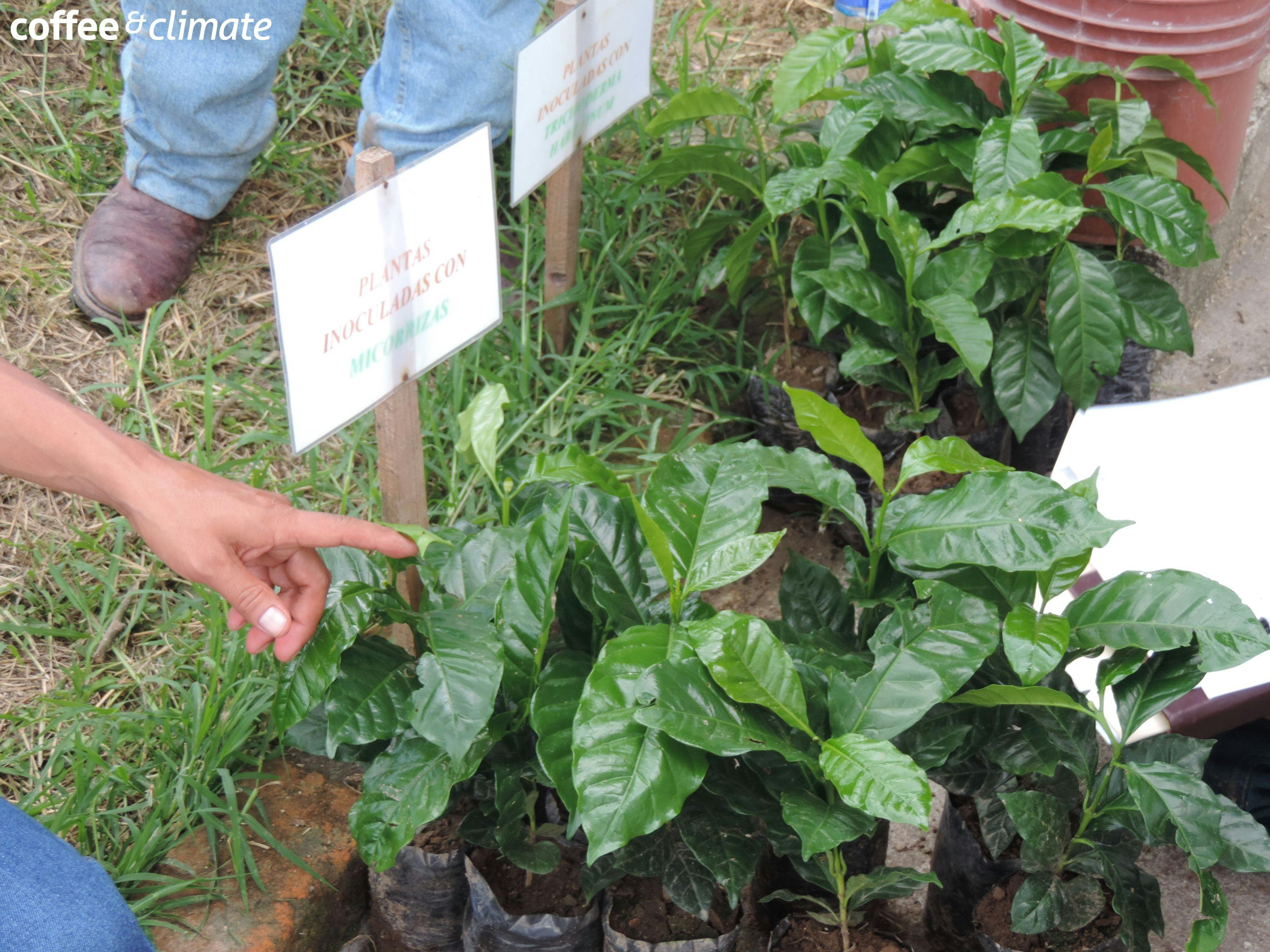 a person pointing at a plant with a sign that says coffee & climate