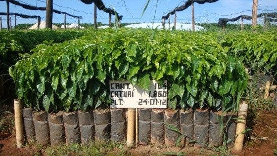 a row of plants in plastic bags are growing in a field .