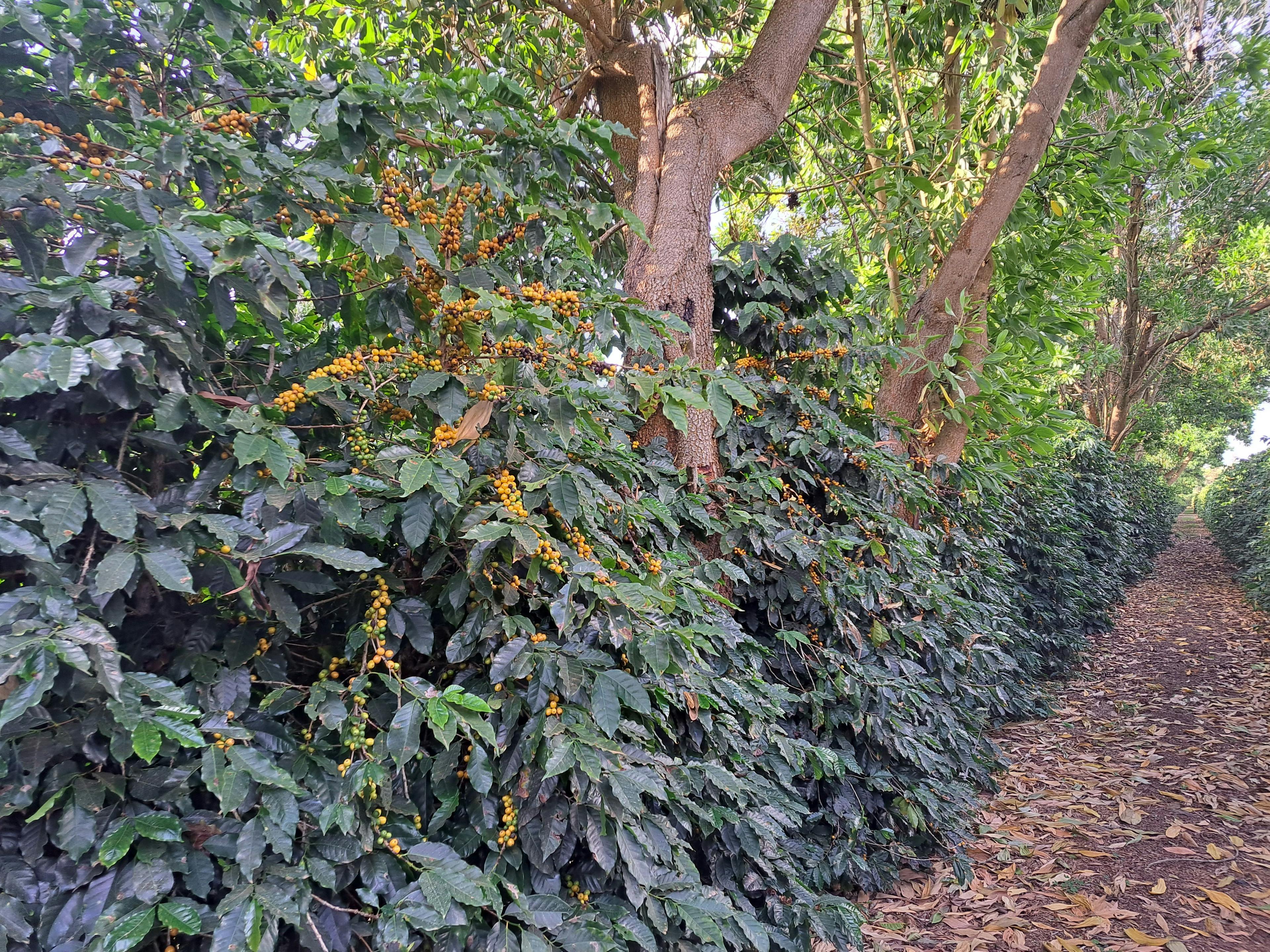 a row of coffee trees with yellow flowers on them in a coffee plantation .