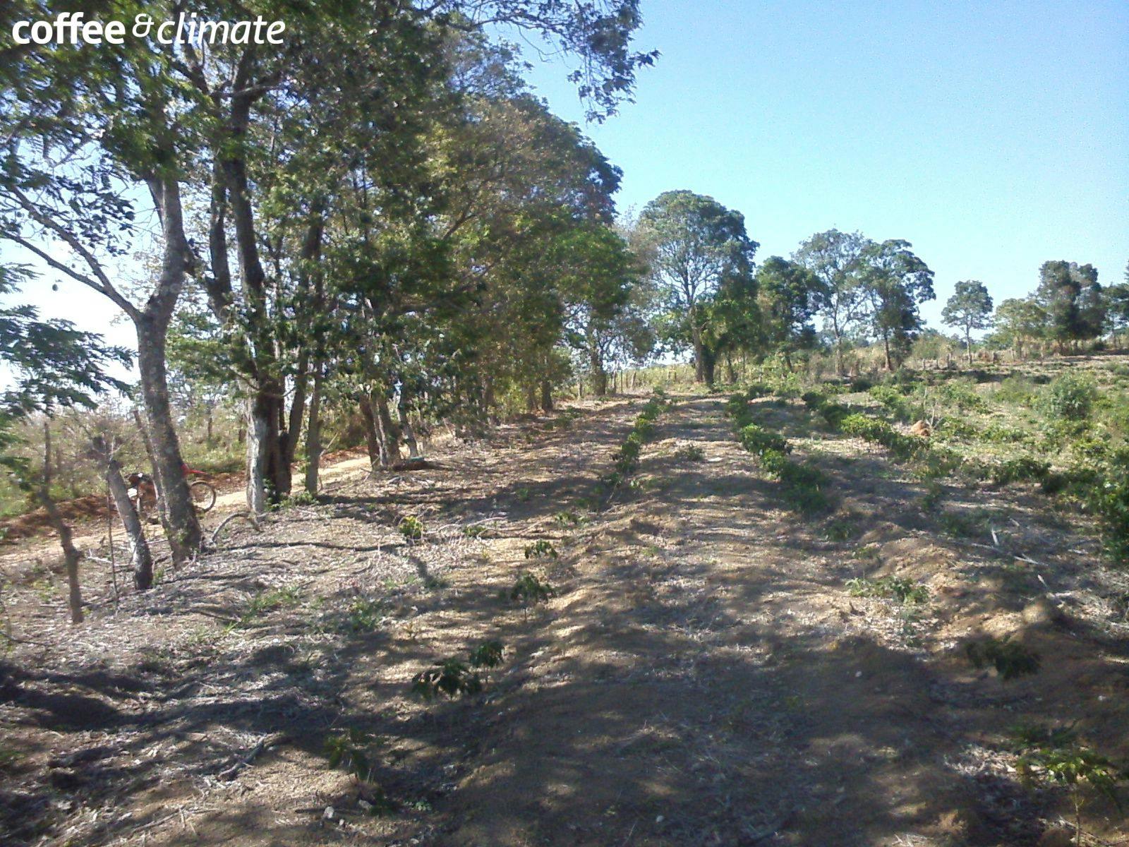 a field of trees with the words coffee & climate on the bottom