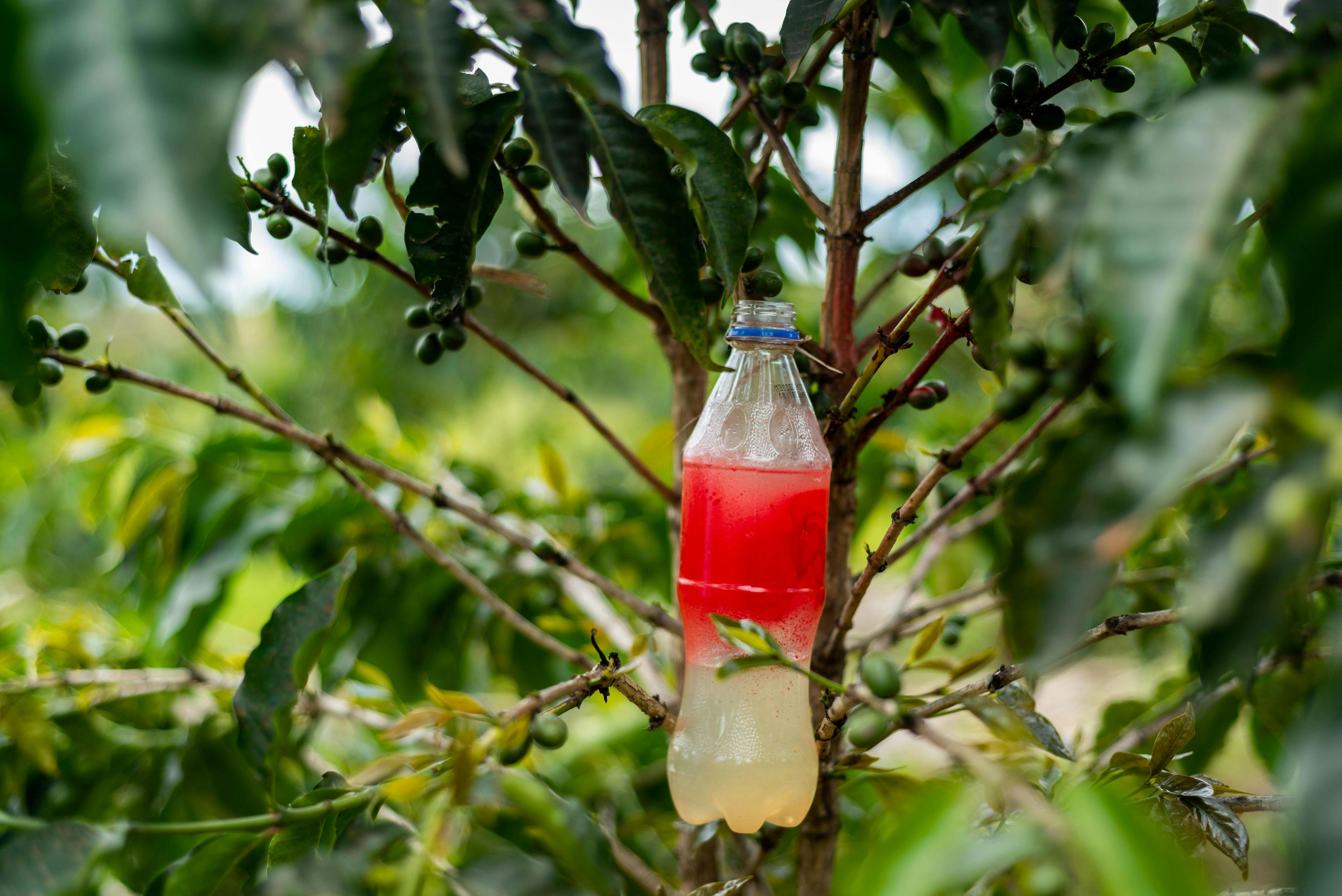 a plastic bottle is hanging from a tree branch .