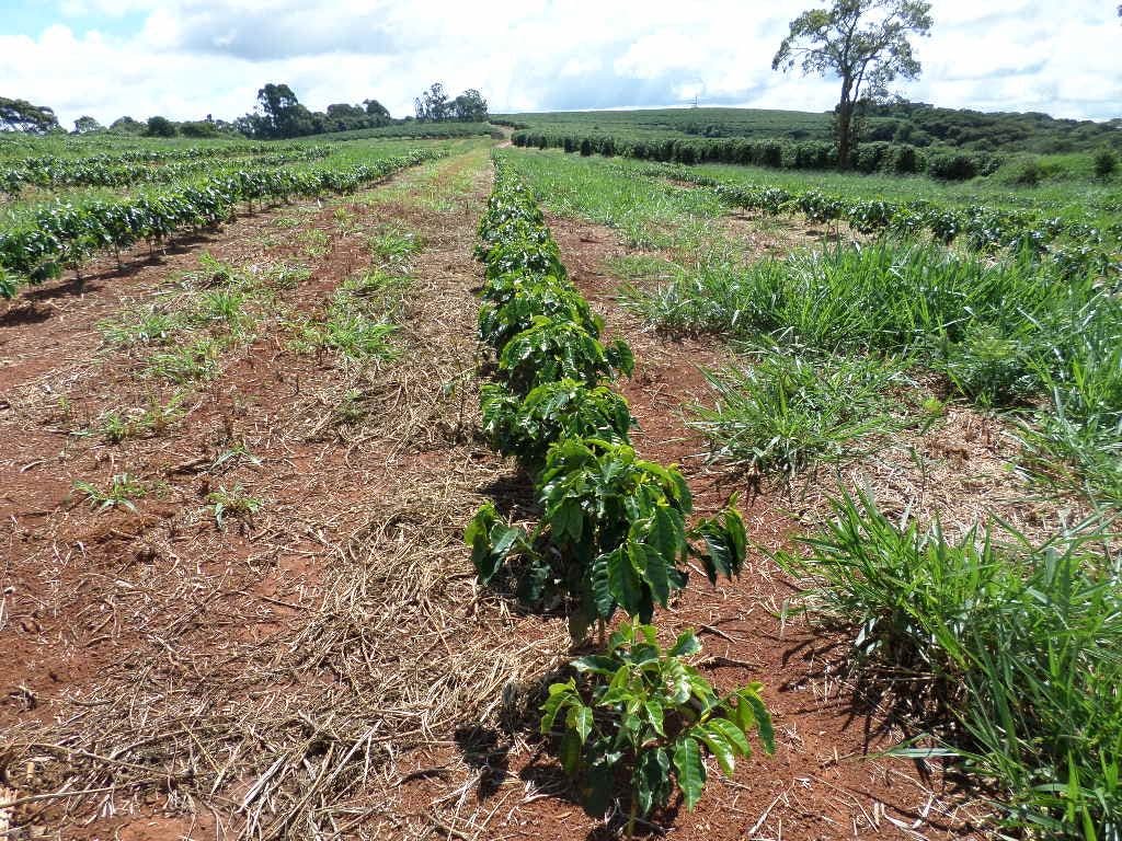 a row of coffee plants growing in a field .