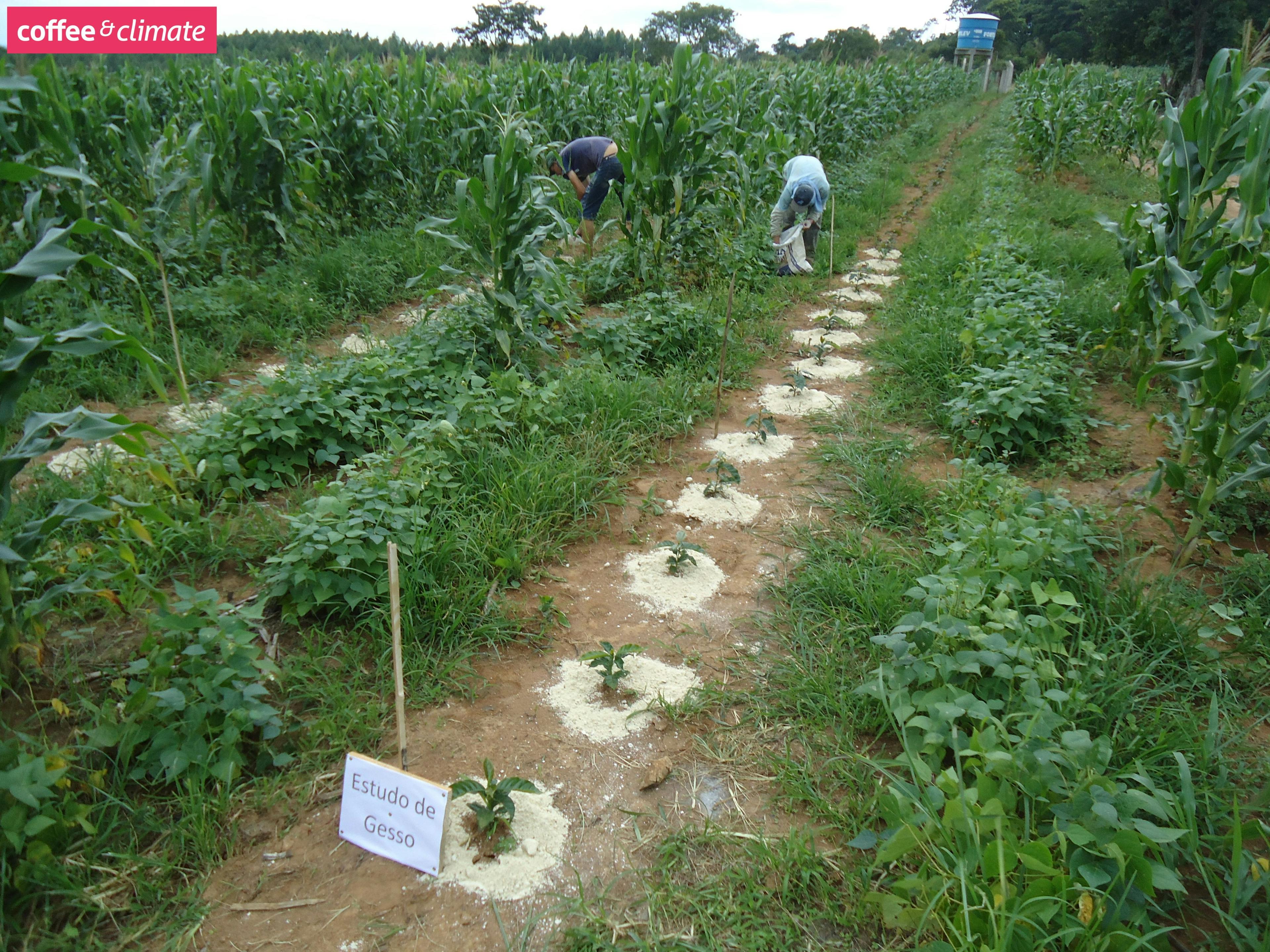 Gypsum application to young coffee plants