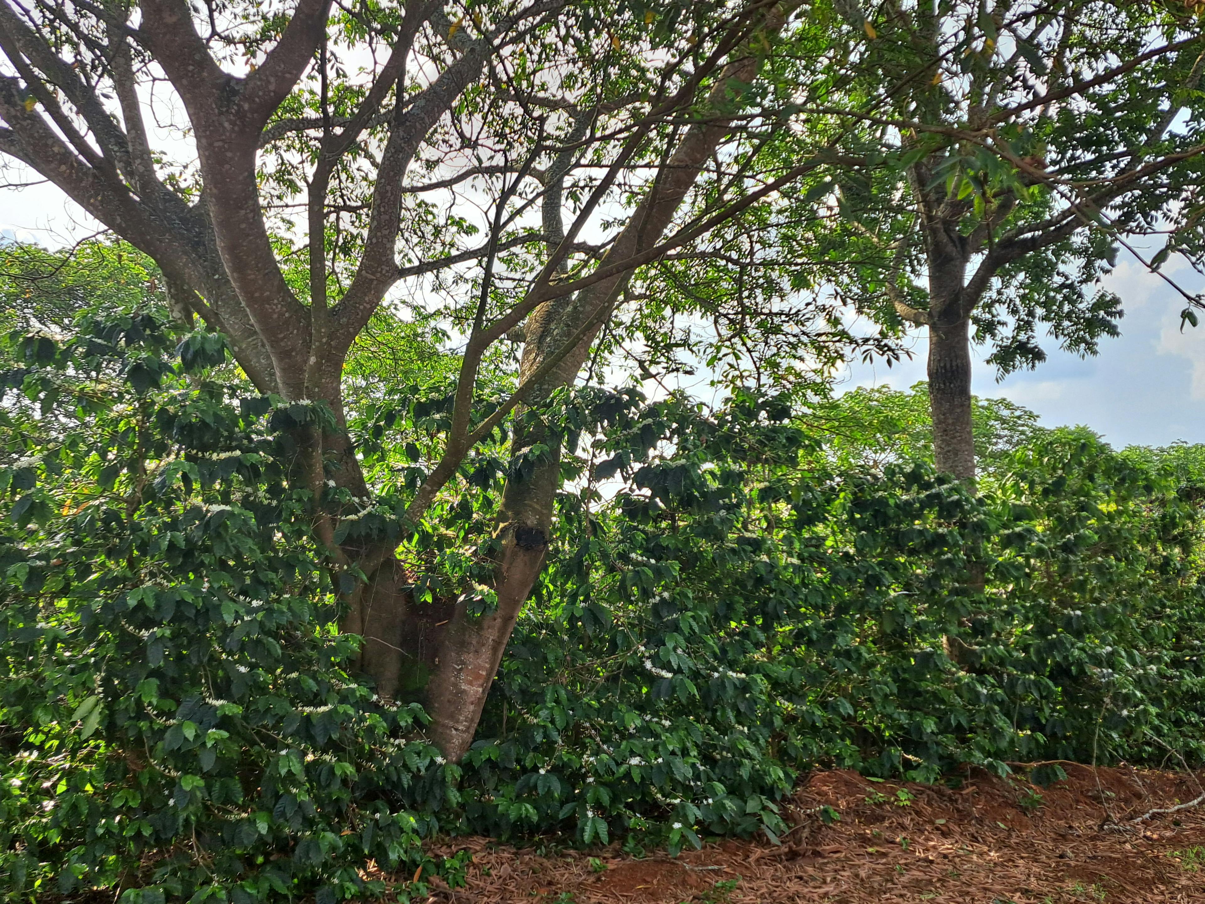 a row of trees in a coffee plantation with lots of green leaves .