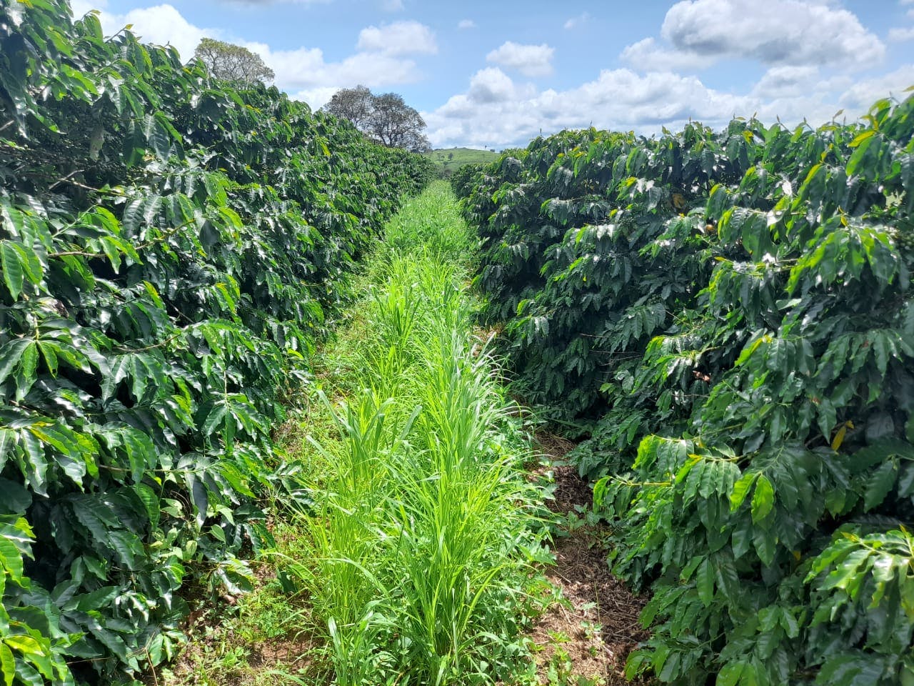 Example of Brachiaria as cover crop