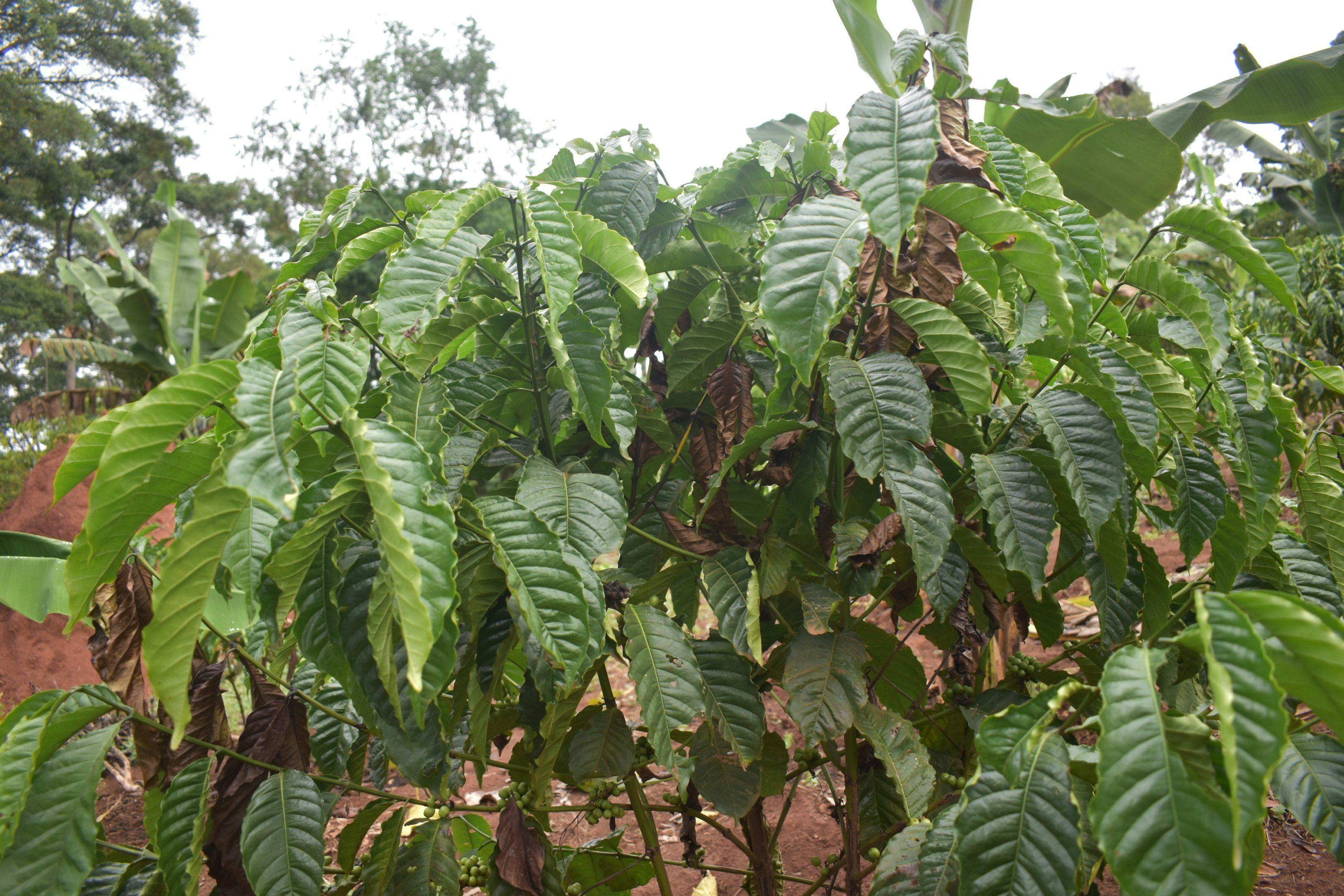 a close up of a coffee plant with lots of green leaves .