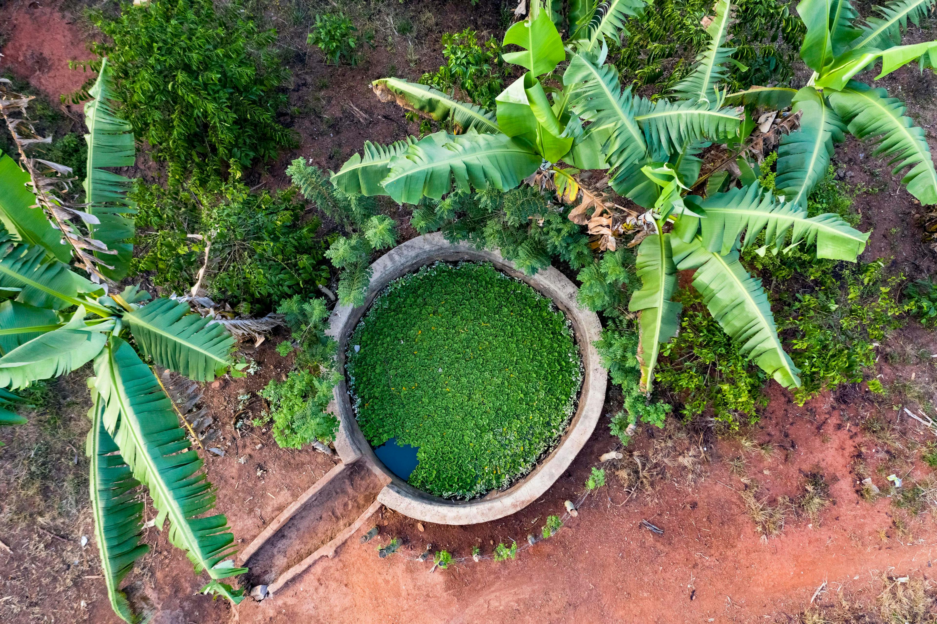 an aerial view of a circular pond surrounded by banana trees .