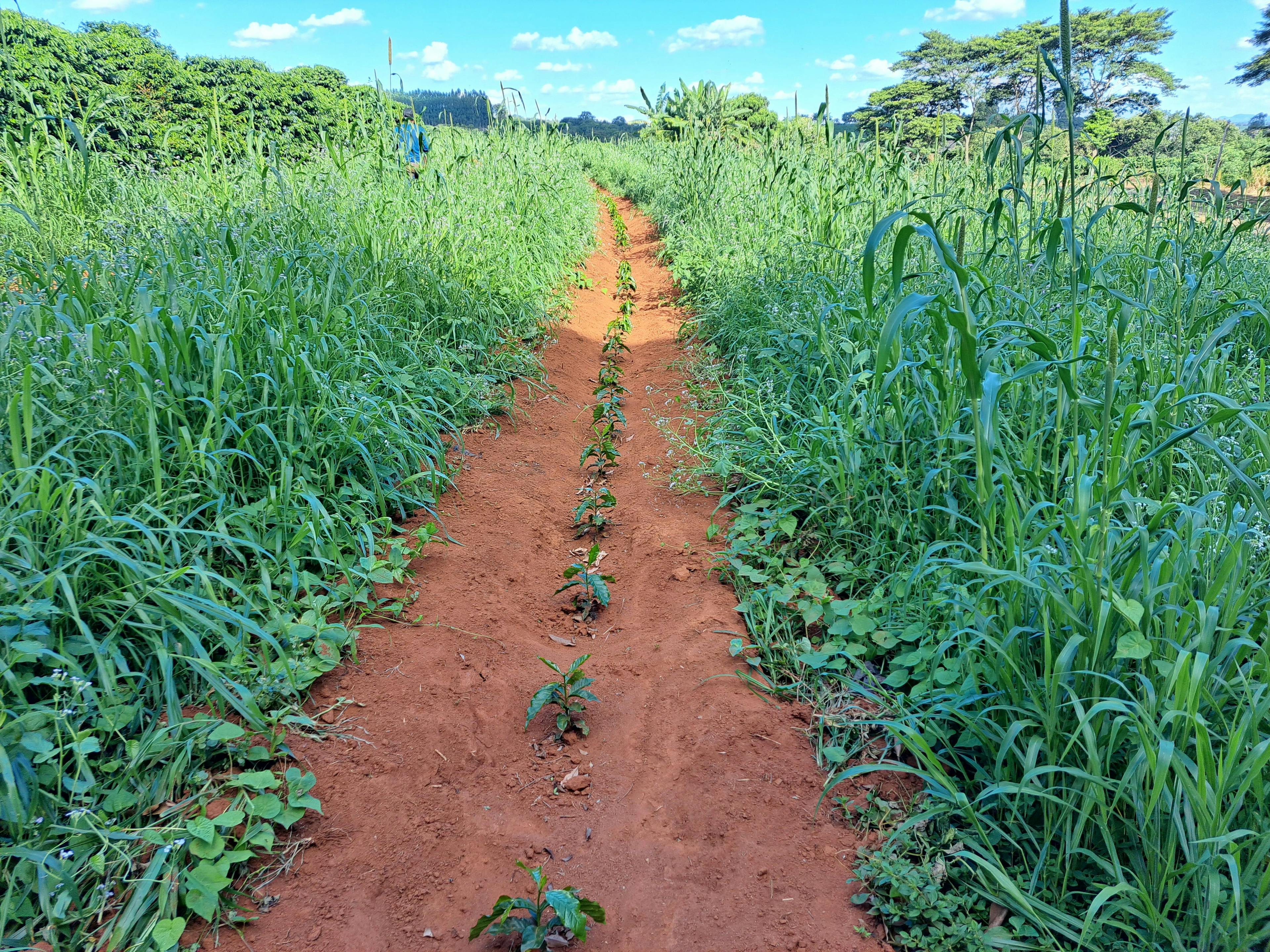 Young coffee with Brachiaria, millet, fodder beet, and Crotalaria as cover crops