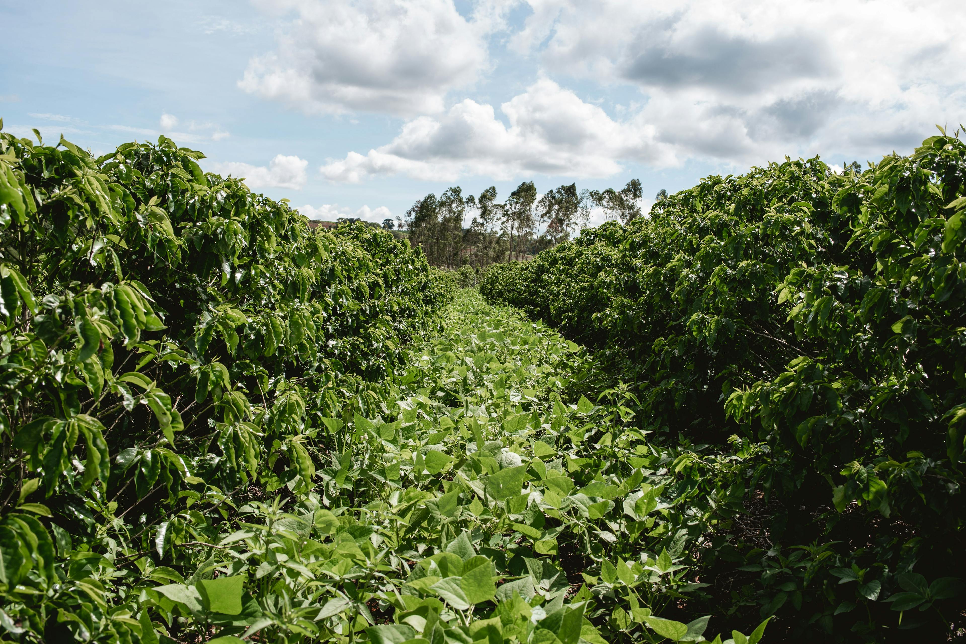 Example of Guandu as cover crop