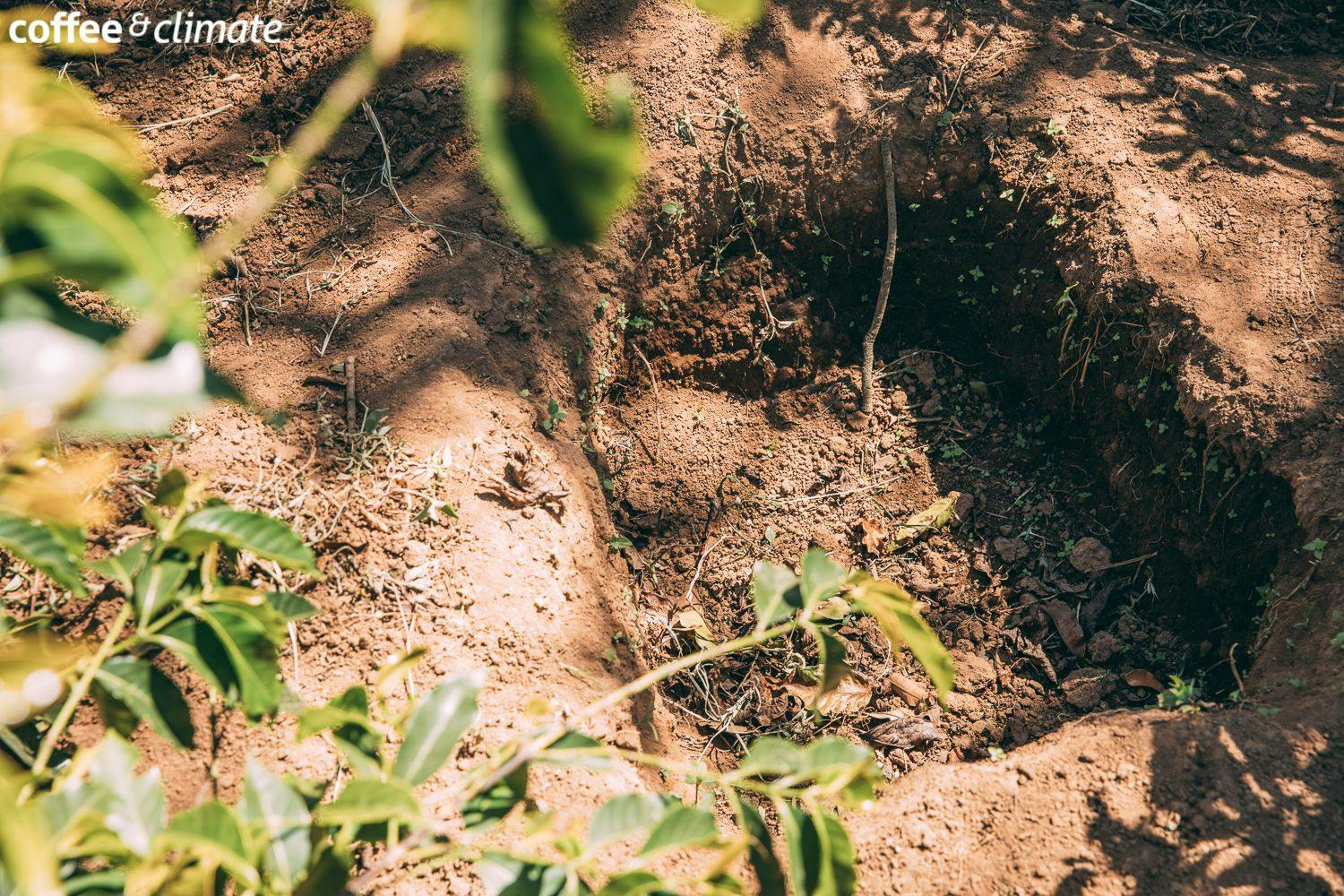 a hole in the ground with a plant growing next to it .