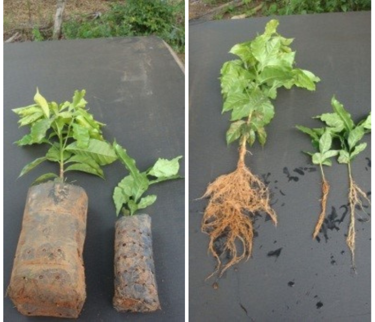 a picture of a plant with roots and a picture of a plant without roots