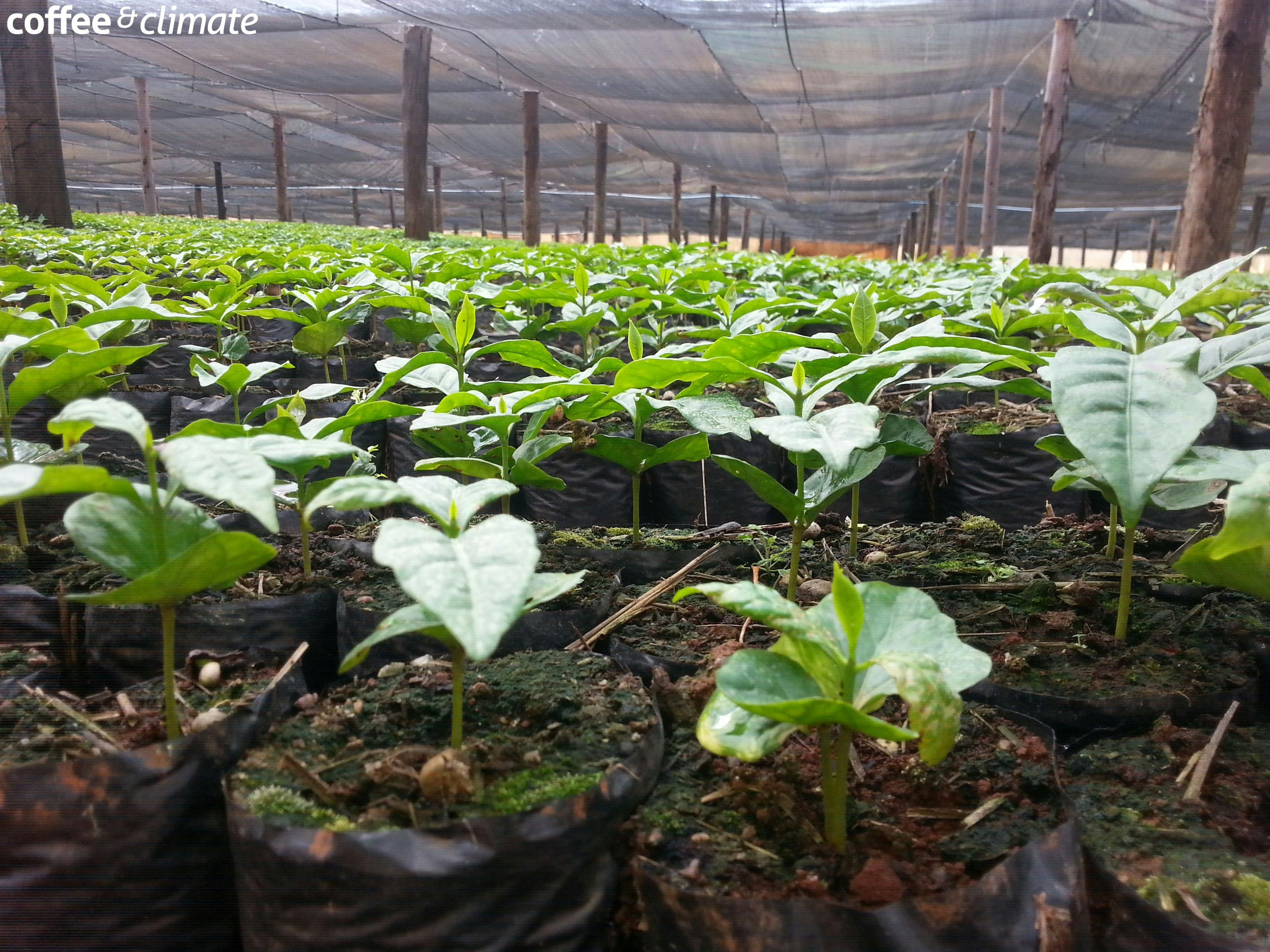 a greenhouse filled with lots of small plants