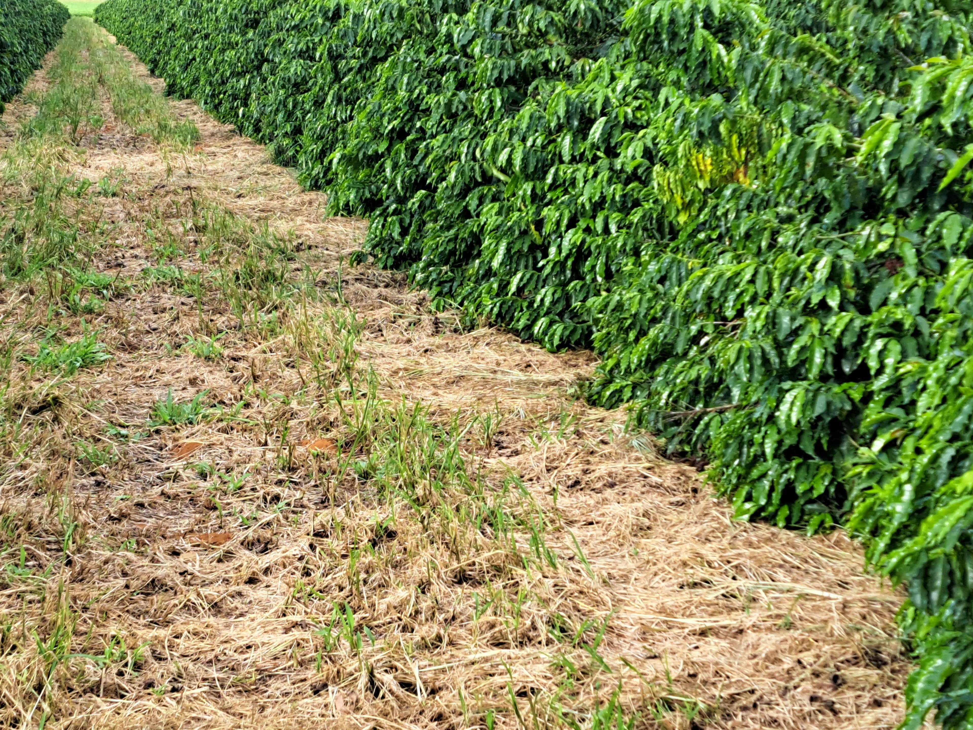 Older cut Brachiaria plant material with fresh Brachiaria plants already showing through