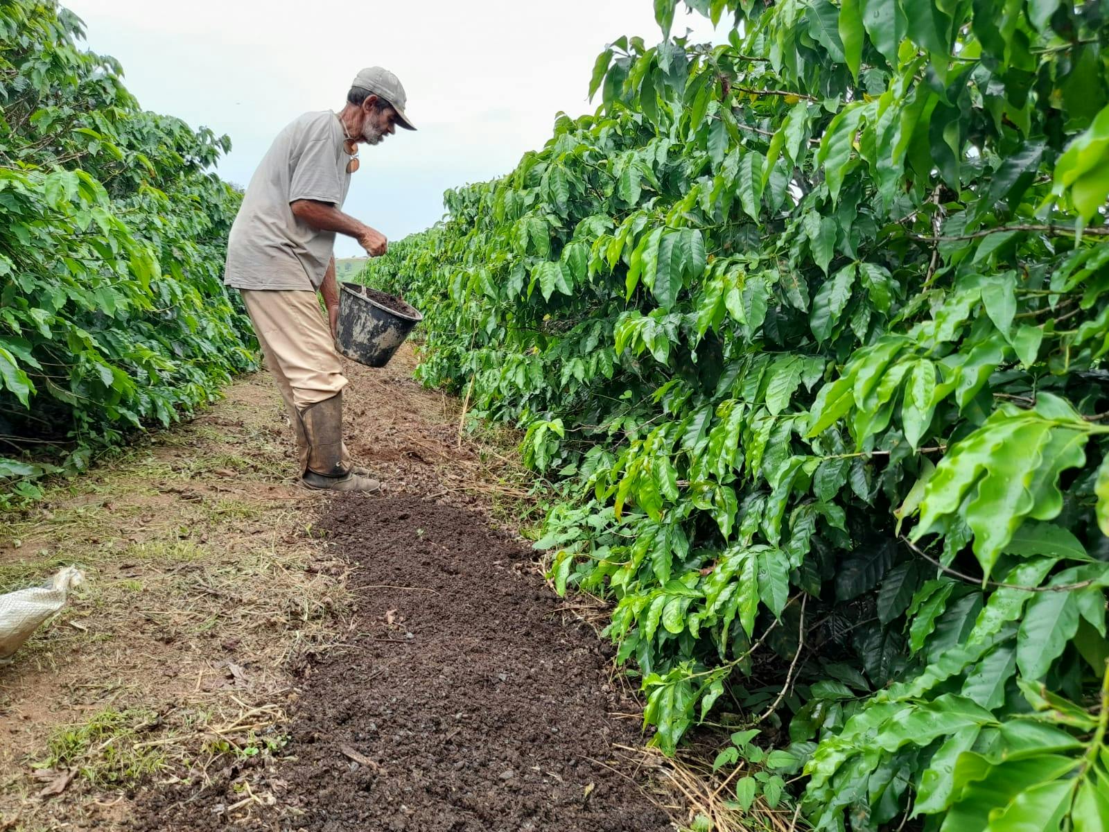 a man is working in a coffee plantation .