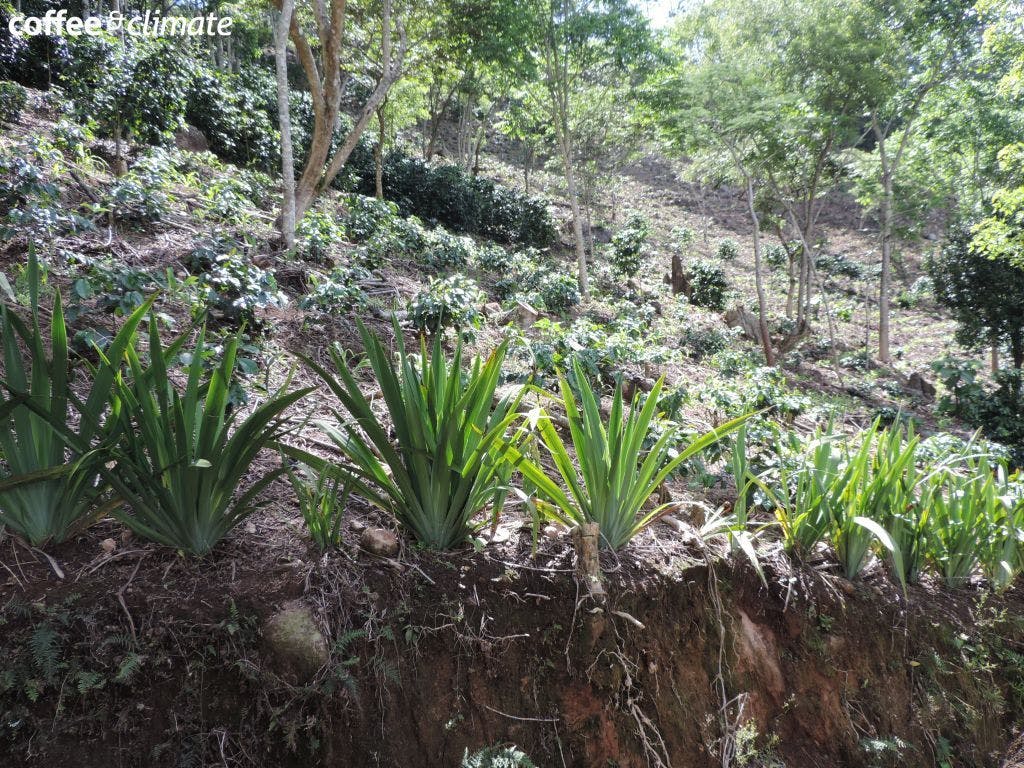 a row of plants growing on the side of a hill .