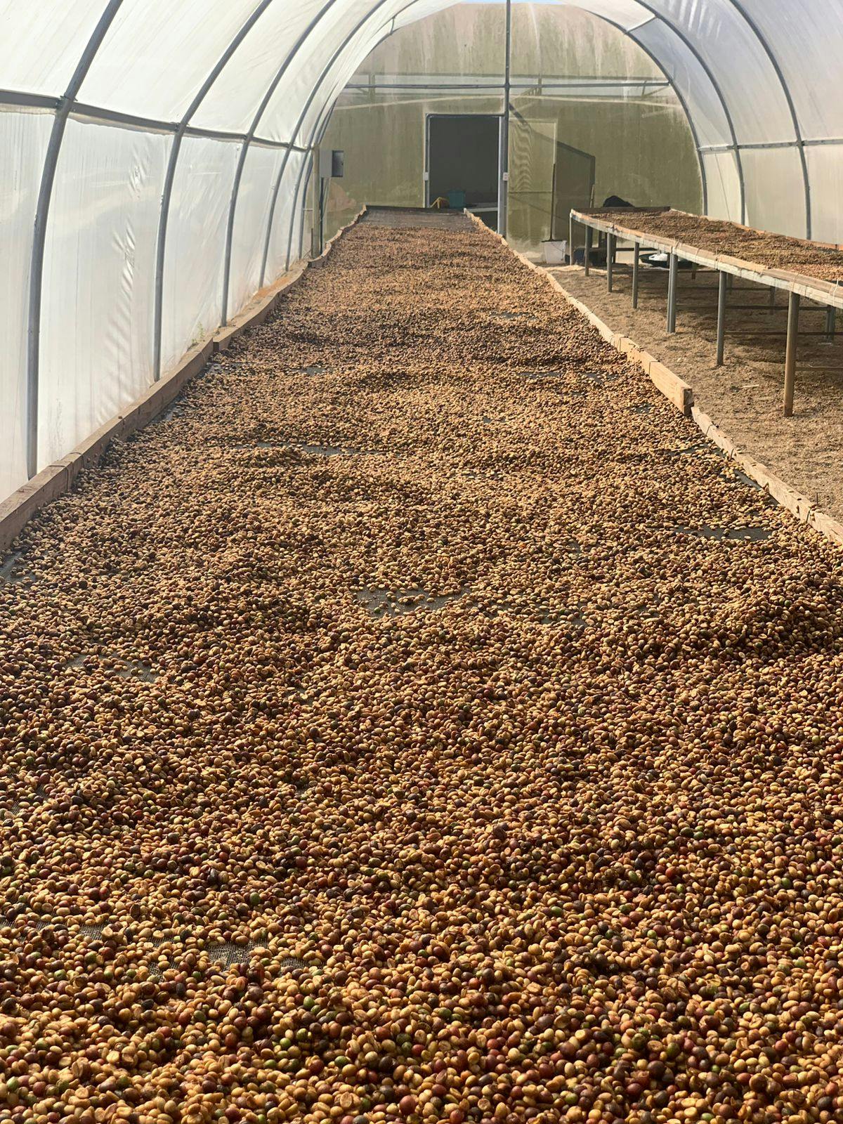 a greenhouse filled with lots of brown beans