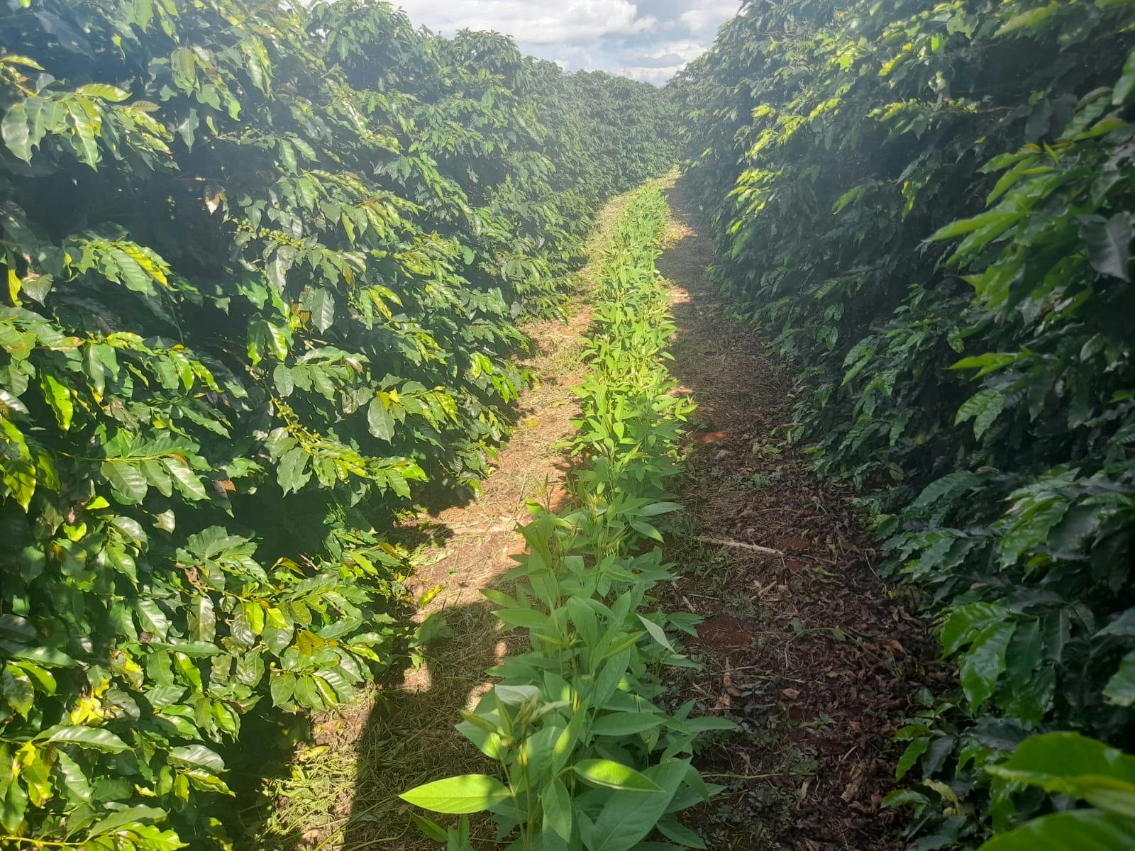 Example of Crotalaria as cover crop