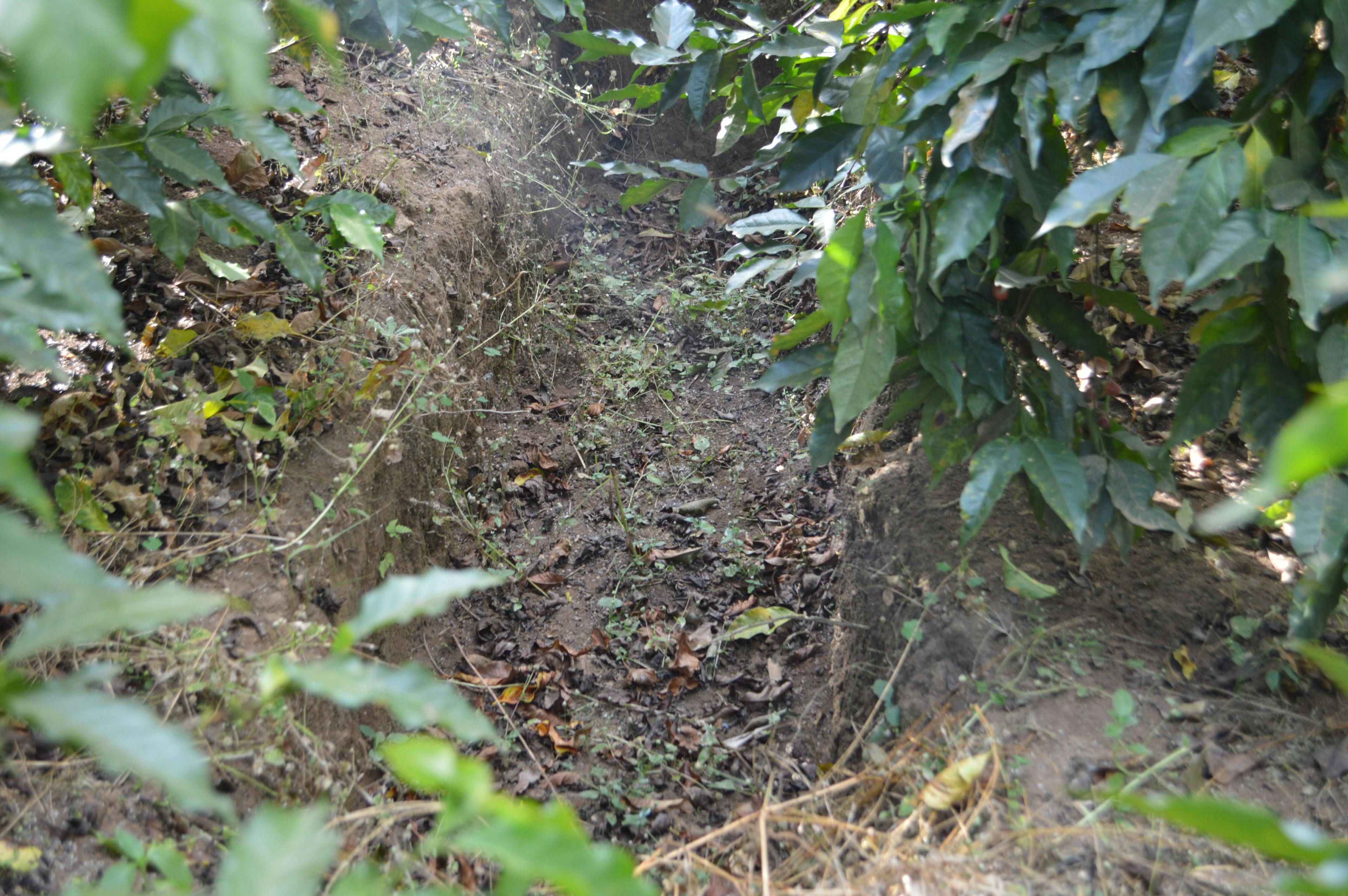 a dirt path in the middle of a forest surrounded by trees and leaves .